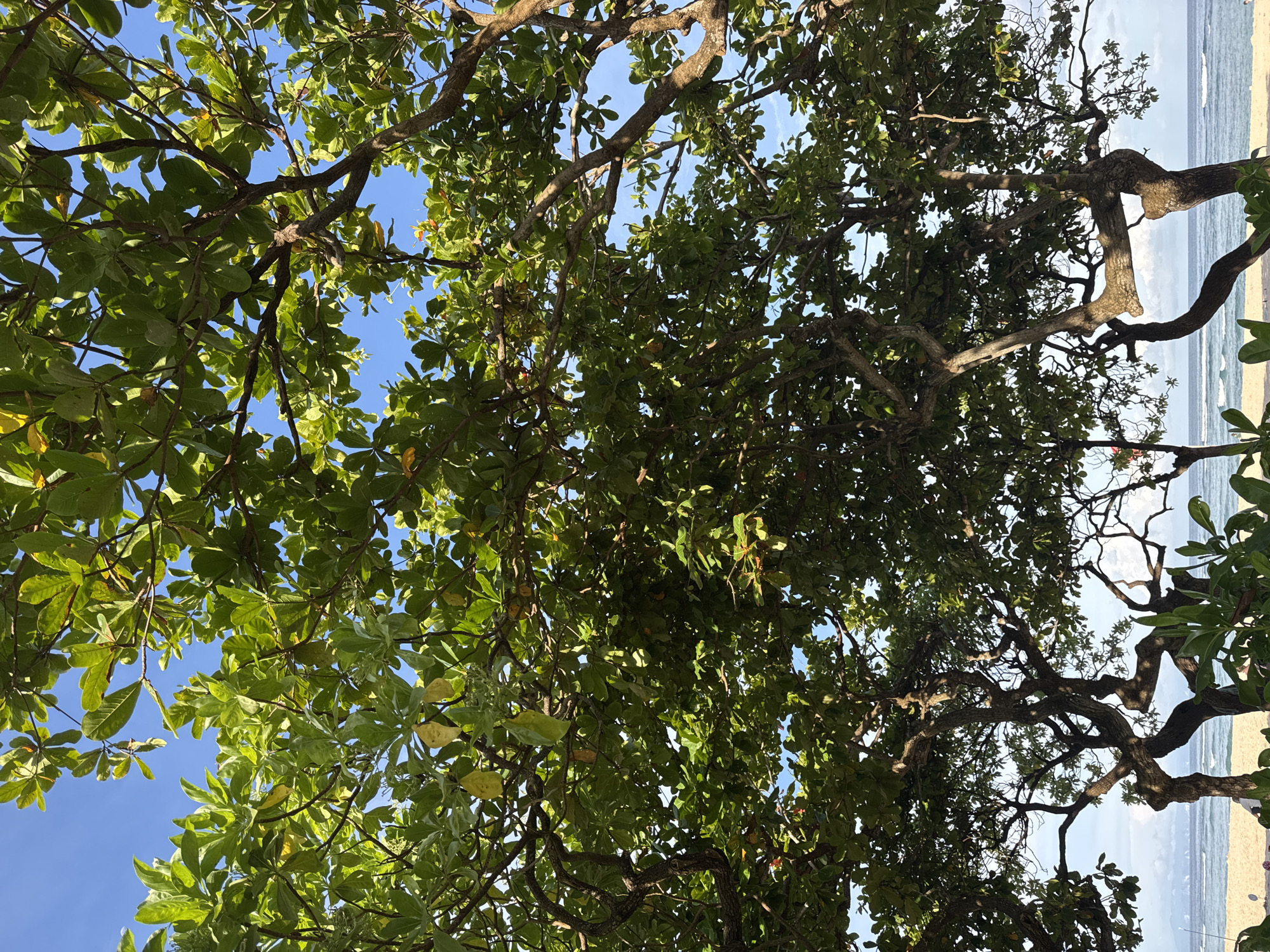 The image, taken in Kuta Selatan, Indonesia, depicts a view looking up into the canopy of two trees with branches covered in green leaves, partially obscuring a blue sky. The edges of the image capture a beach scene with visible sand and ocean water. The trees seem to be located near the coastline. No people or specific objects are discernible.