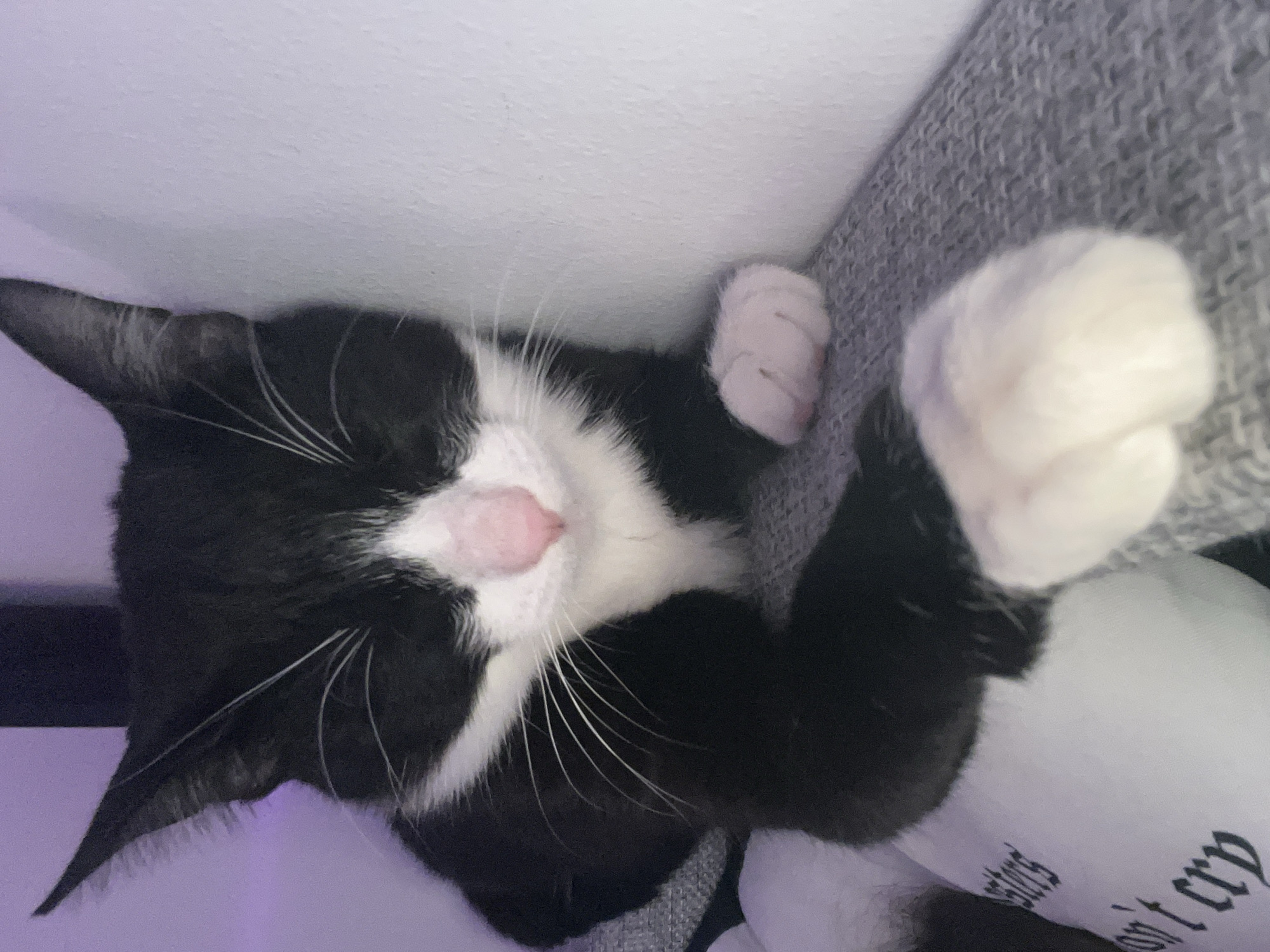 A black and white cat is sleeping on a gray couch. The cat is positioned upside down with its head tilted towards the lower left of the frame. The cat has a pink nose and white whiskers. One of its paws is raised towards the viewer. A white pillow with some black text is partially visible under the cat. The environment includes a white wall and a hint of a light purple glow at the bottom left corner. There are no people visible in the image. The image does not contain information about the location in the city of Saint Petersburg, Russia.