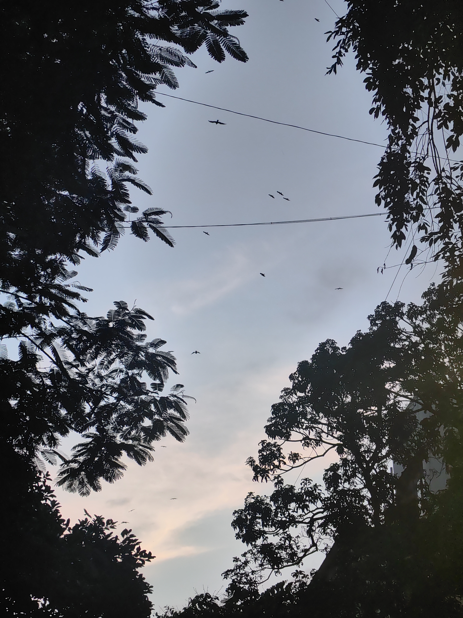 The image shows a silhouetted view of trees against a dusky sky. Several birds are captured in flight against the sky, appearing as small dark shapes. The trees are dark and leafy, framing the sky from the bottom and sides of the frame. Two electrical wires are visible stretched across the sky. The sky is a pale gradient, with hints of light pink and orange near the bottom, suggesting either sunrise or sunset. The perspective is looking upwards from below the trees. The setting is likely an urban environment, given the presence of electrical wires, possibly in Mumbai, India, given the commonality of such a scene in the city during the early morning or late evening. There are no people or discernible human activity in the image.