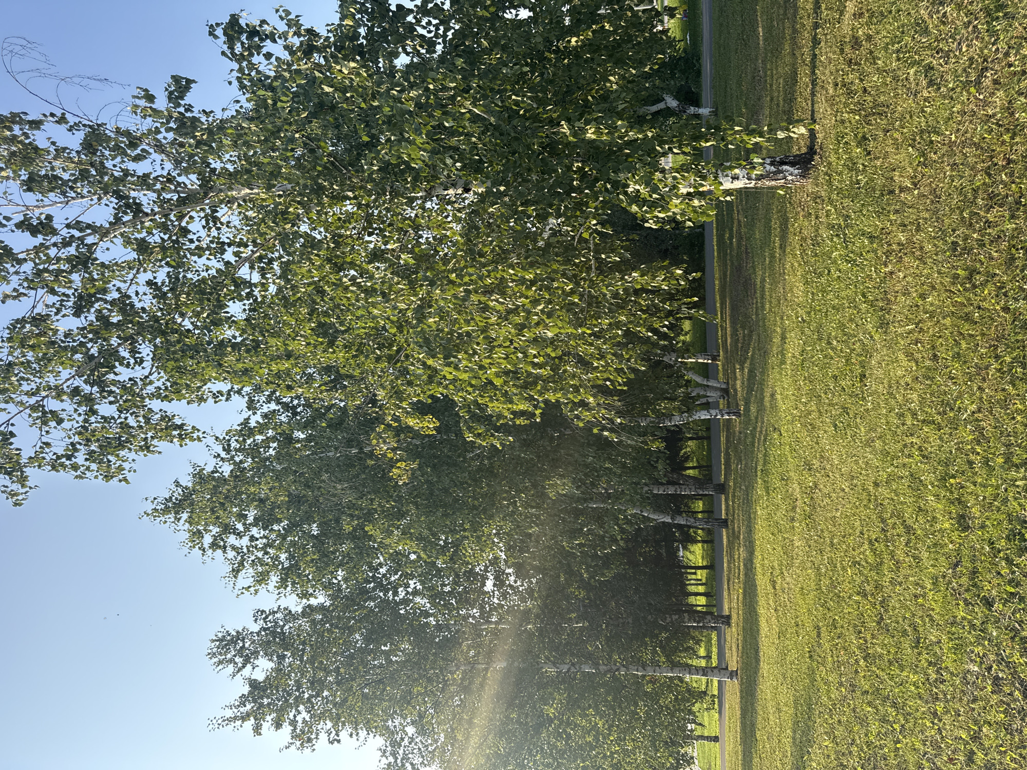 The image depicts a park-like setting with a clear blue sky and a line of birch trees. The trees have white bark and green leaves, with some sunlight filtering through the foliage, creating dappled light on the lush green grass. In the foreground, the grass is well-maintained and appears to be a common type of lawn grass, with some fallen leaves scattered on its surface. The background shows more trees, suggesting a wooded area within the park. A paved path or road is visible behind the trees in the middle ground. There are no people or animals visible in the image. The overall atmosphere is serene and natural, indicative of an outdoor recreational space. While the specific location within Ufa, Russia is not explicitly identified, the scene is consistent with urban parks found in the region, possibly such as Salavat Yulaev Park or the areas surrounding the Ufa Congress Hall.