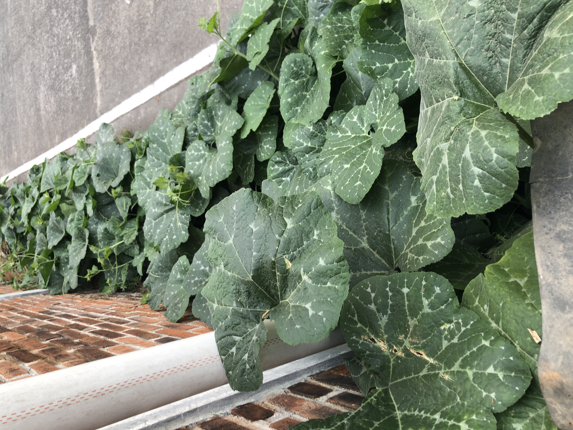 In Sumberrejo, Indonesia, a cluster of lush, green pumpkin vines grows along a brick wall and adjacent to a paved area. The leaves of the vines are large and heart-shaped, with distinctive light green patterns. A white PVC pipe runs vertically alongside the brick wall. The scene captures a natural, verdant element thriving in an urban or semi-urban setting.