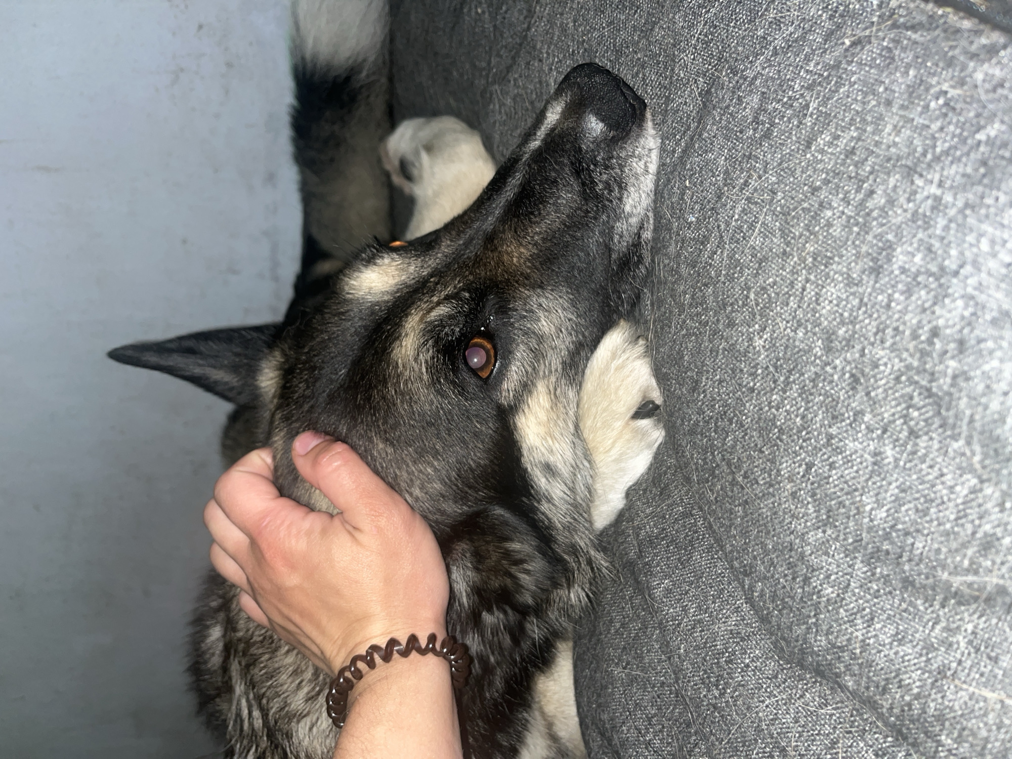 The image shows a close-up of a German Shepherd-mix dog lying on a gray couch. A person's hand is petting the dog's head, and a brown coiled bracelet is visible on the person's wrist. The dog's eyes are open, and its head is resting on its paws. The background is a plain gray wall. The image does not provide any information about the location in Nizhny Tagil, Russia.