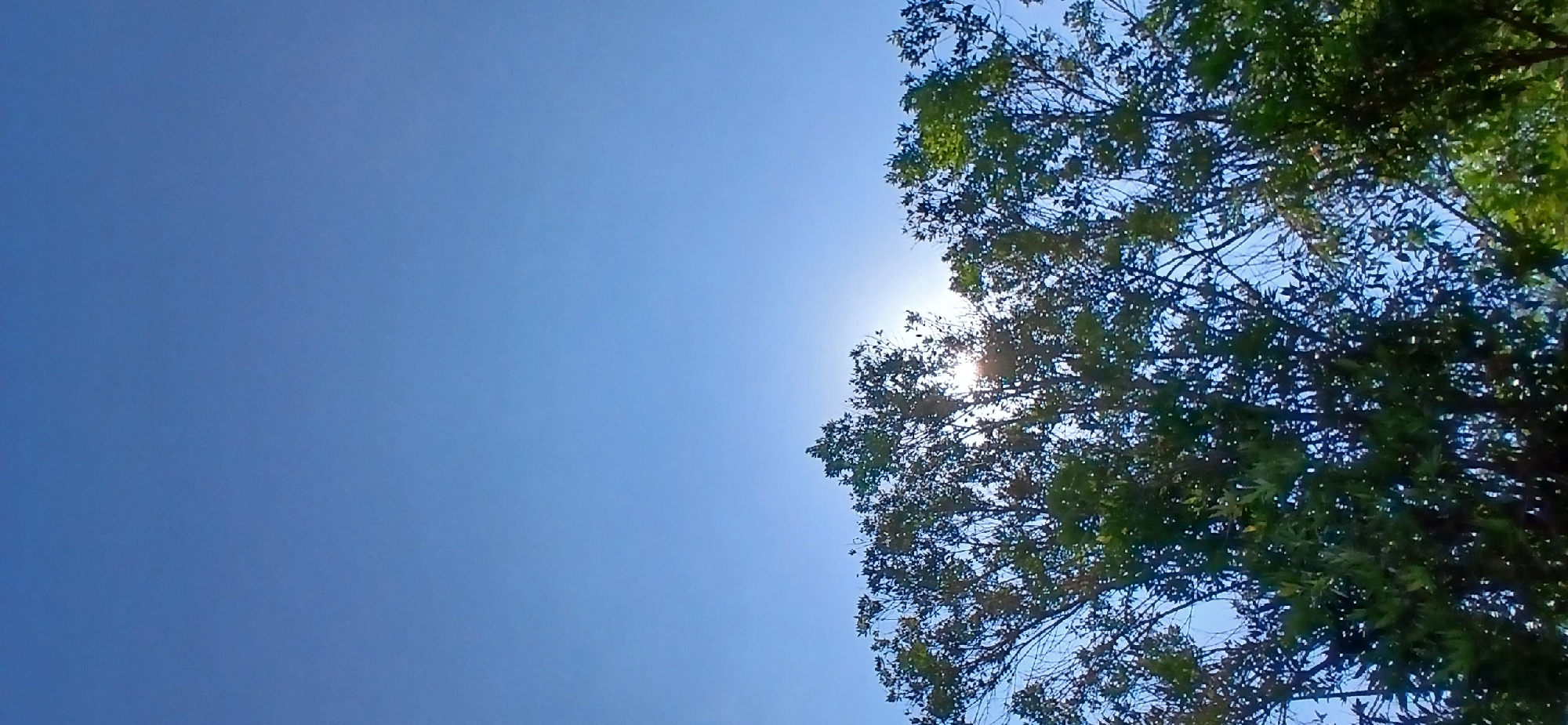 The image depicts a clear blue sky with the sun partially obscured by the dense foliage of trees. The sun's rays create a bright glare and a starburst effect as they pass through the leaves. The trees are lush and green, with many branches and leaves visible against the sky. The scene is likely outdoors and appears to be a sunny day. Without specific information about the location within Pejaten, Indonesia, it's impossible to provide further details about the immediate surroundings.