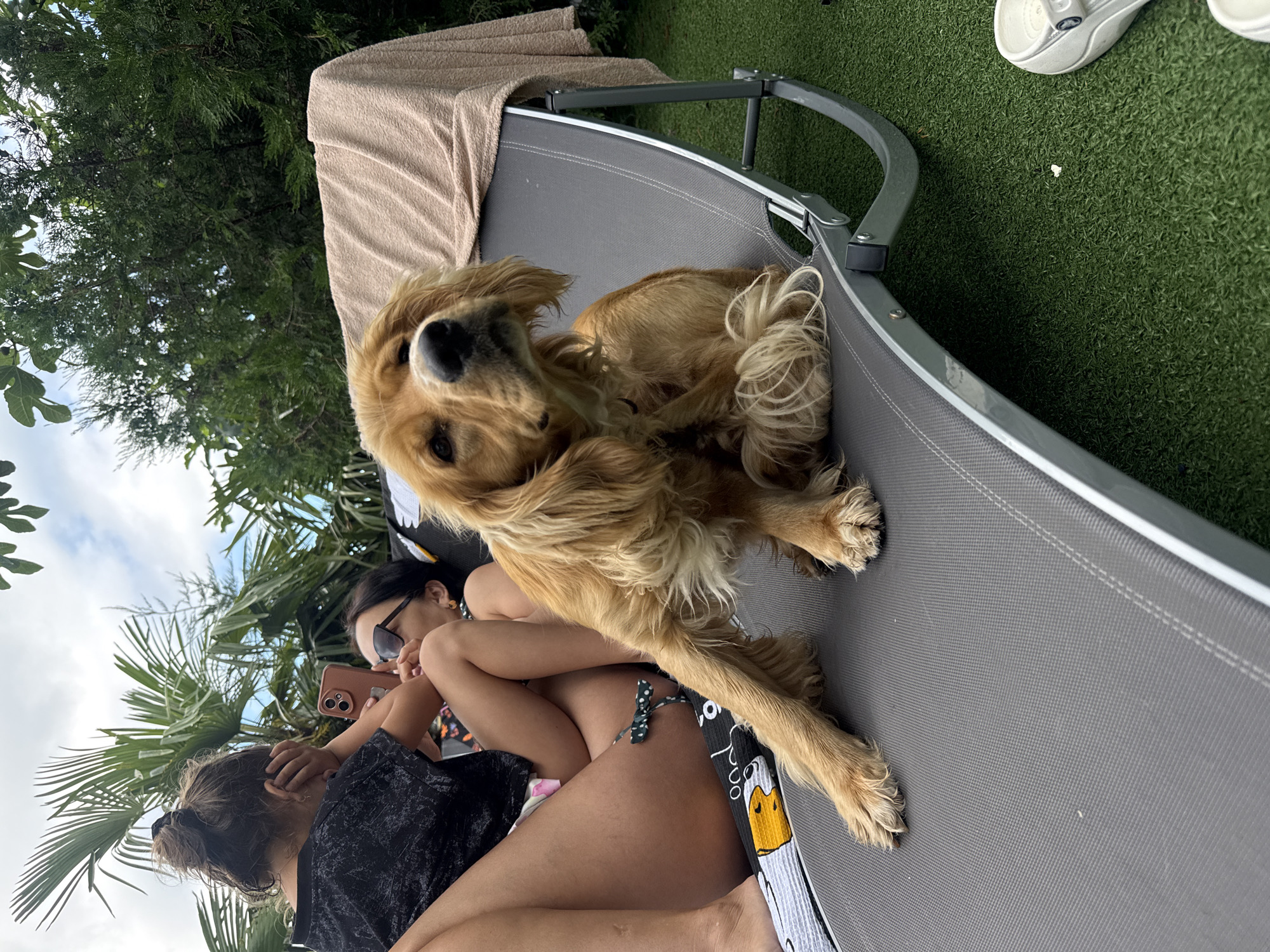 In an outdoor setting, a medium-sized golden-brown dog with long, wavy fur sits on a gray chaise lounge. The dog is looking upwards and to its left. Behind the dog, two individuals, a child and an adult, are partially visible. The child, with their back to the camera and hair in a bun, is holding their hands to their face. The adult, wearing sunglasses and earrings, is looking at a mobile phone. The chaise lounge is situated on green artificial turf, with trees and palm fronds visible in the background under a cloudy sky. A beige towel is draped over the back of the chaise lounge.