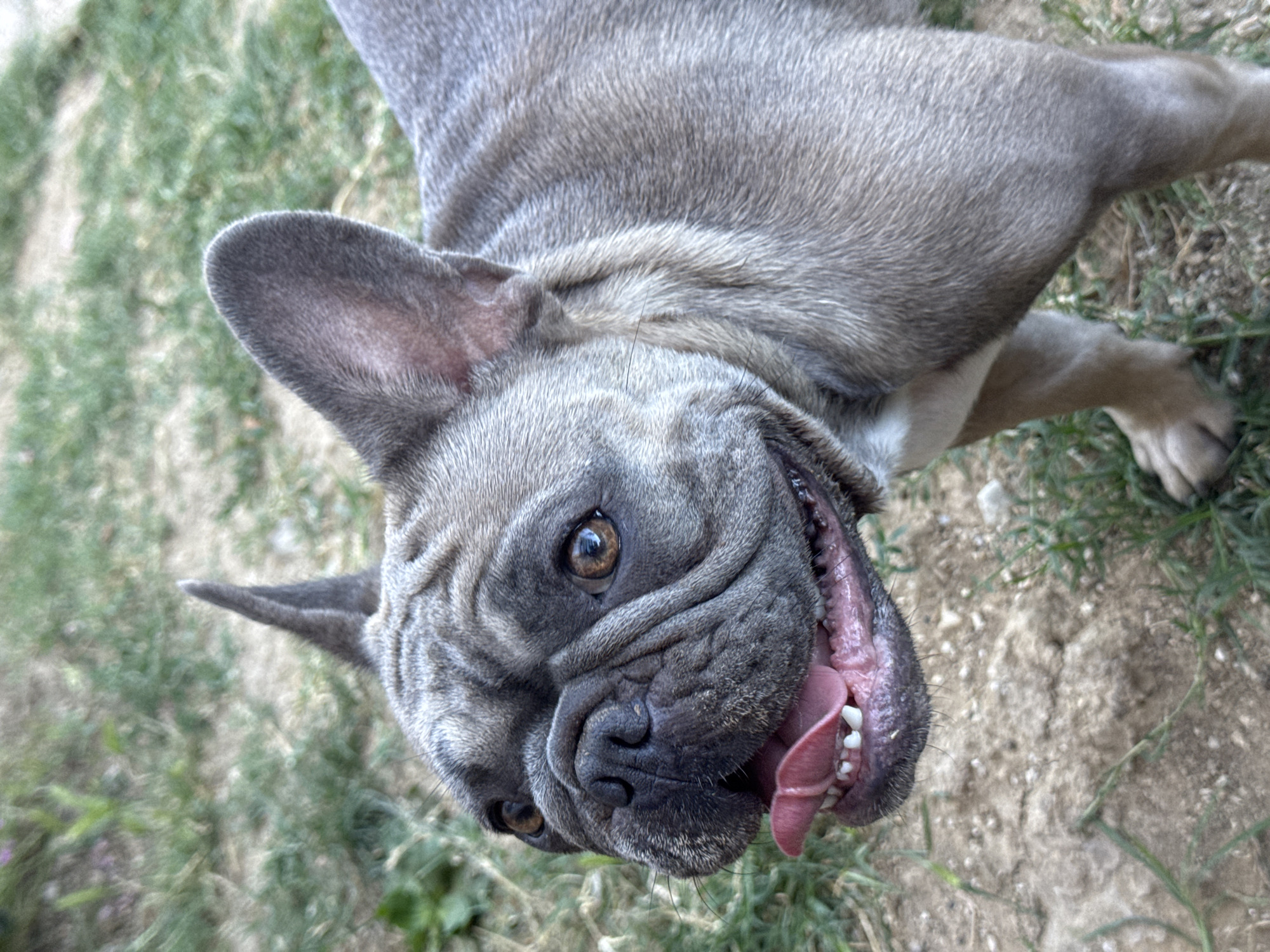 A close-up, eye-level shot shows a tan French Bulldog looking upwards and to the left with its mouth open and tongue out. The dog has large, upright ears, wrinkled skin around its nose and eyes, and brown eyes. Its fur is short and appears to be a dusty tan color with some darker brindle markings on its head. The background consists of dry, sandy ground with sparse green grass. The image was taken outdoors, likely in a park or yard. There are no people visible in the image. The location is not specified in the San Benedetto del Tronto, Italy, context.