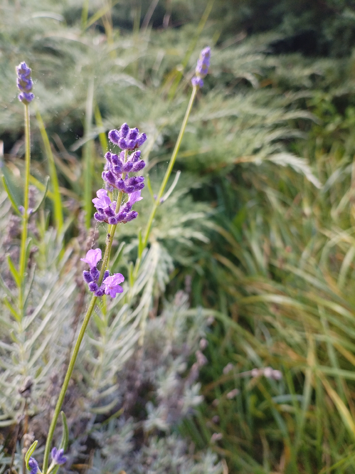 A close-up, slightly angled, eye-level shot focuses on a lavender stalk with blooming purple flowers. The lavender stalk is positioned on the left side of the frame, with its flowers appearing fuzzy and covered in what seem to be water droplets or dew. A thin, delicate spiderweb is visible clinging to the stalk. In the background, out-of-focus greenery dominates the scene, with some lighter green, feathery foliage interspersed with darker green grass-like plants. The lighting suggests it is morning or late afternoon, with a soft glow illuminating the plants. The location is identified as Bialynichy, Belarus. There are no people or animals visible in the image. The overall impression is one of peaceful, natural beauty.