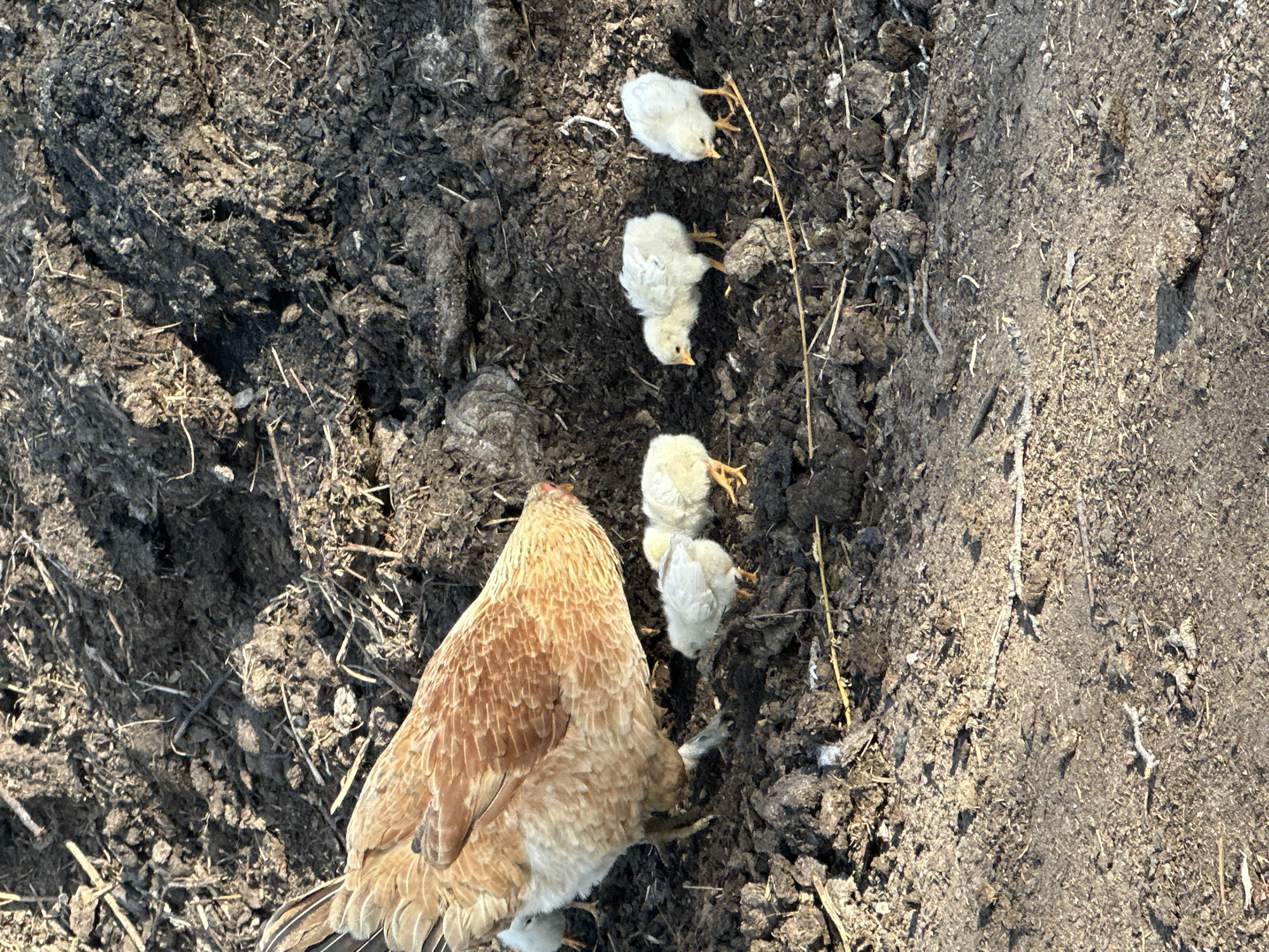 An adult chicken with brown and tan plumage is foraging in dark, loamy soil mixed with dry organic matter, likely manure or compost. Several small, fluffy chicks, primarily white with hints of yellow and grey, are gathered near the adult chicken. They are also pecking at the ground. The environment appears to be an outdoor setting with natural light, possibly a farmyard or rural area. There are no visible buildings or specific urban features that would indicate a location within Mikhaylovka, Kyrgyzstan.