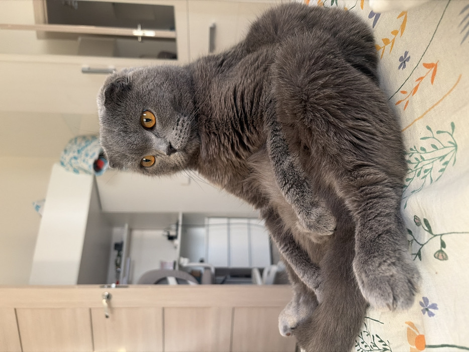 A grey-blue Scottish Fold cat with amber eyes sits upright in a domestic interior, identified as Saint Petersburg, Russia. The cat is positioned on a light-colored bedding with a muted floral pattern, its hind legs extended forward and front paws resting on its abdomen. Its gaze is directed towards the left. The background reveals a room with light-colored wooden doors or cabinets, white shelves containing indistinct objects, and a visible ring light or large circular object on a stand. A blue and white patterned fabric item is discernible on an upper shelf.