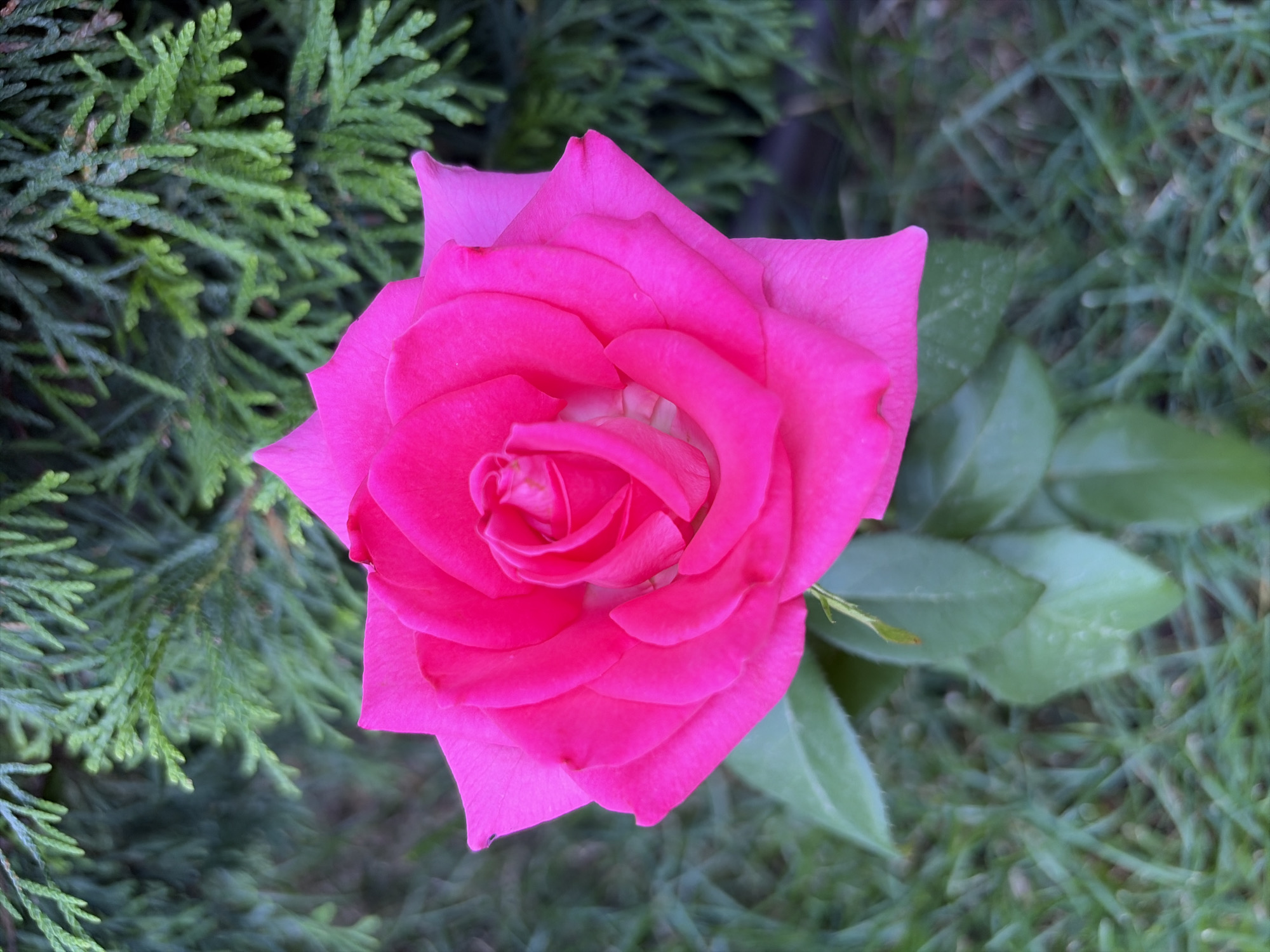 A close-up, high-angle shot captures a vibrant fuchsia rose in full bloom. The rose is positioned slightly off-center to the left, with its petals unfurling outwards, revealing a lighter pink hue towards its core. The flower is surrounded by lush green foliage, including the blurred texture of grass in the foreground and the feathery needles of a conifer in the background. The lighting appears to be natural daylight, casting soft shadows. The image does not contain any identifiable landmarks of Oxentea, Moldova. There are no people or animals present in the scene.