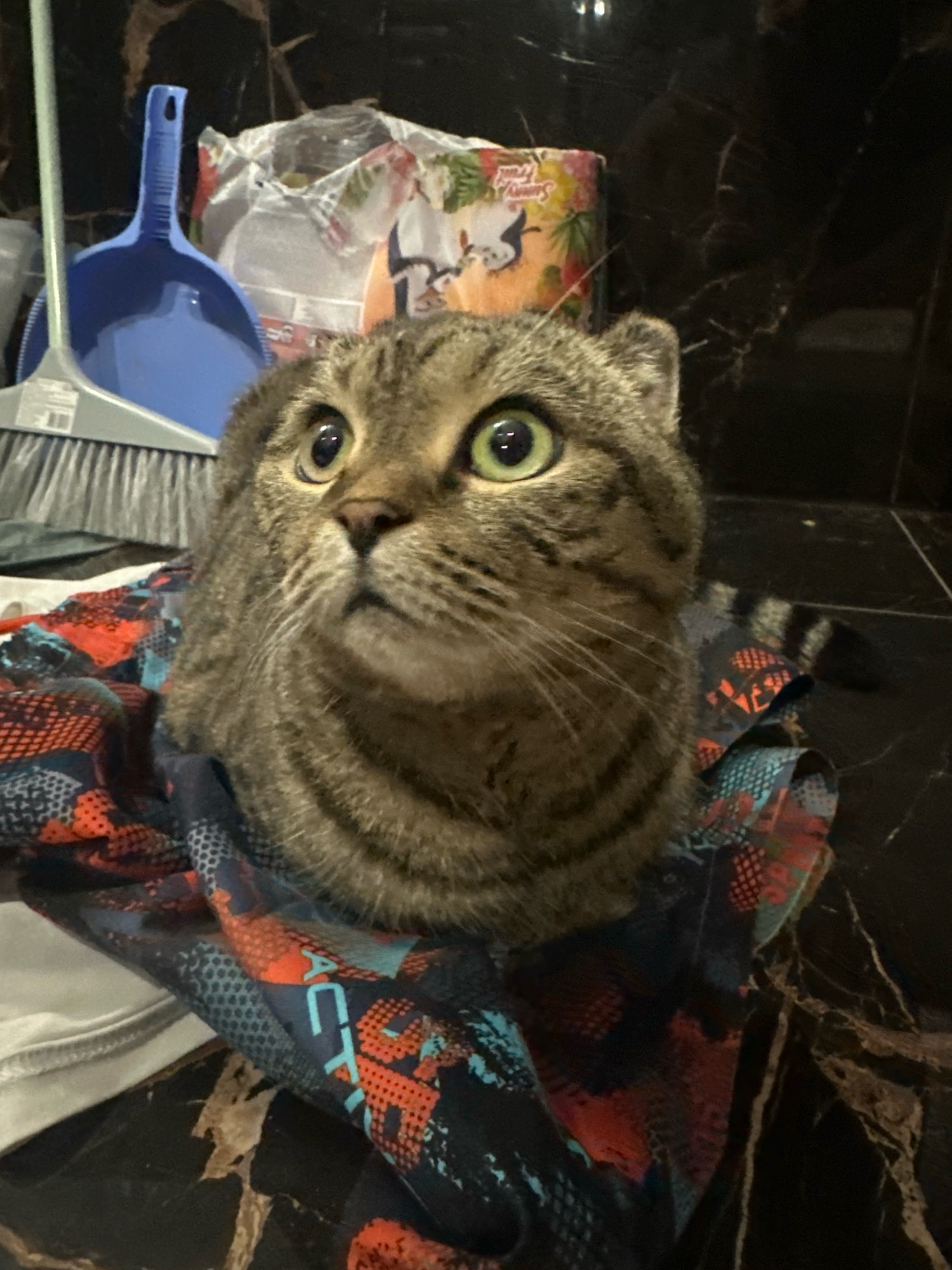 A brown tabby cat with green eyes looks up from within a colorful fabric. The fabric is black with orange and blue patterns. In the background, a blue dustpan and brush are visible, along with a crinkled plastic bag. The floor is dark and appears to be tiled. The scene is indoors, likely in a residential setting. There are no people present in the image. The image is taken from a low angle, focusing on the cat.