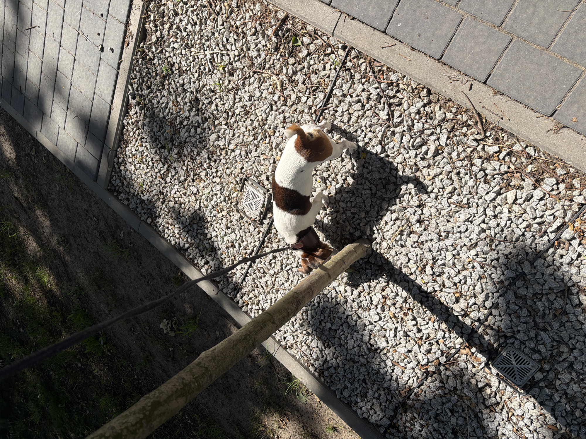 A white and brown dog is on a leash near a tree and gravel path. The dog is sniffing the base of the tree. The path is bordered by a paved walkway on the right and a grassy area on the left. The scene is lit by sunlight casting shadows. There is a square grate visible in the gravel.