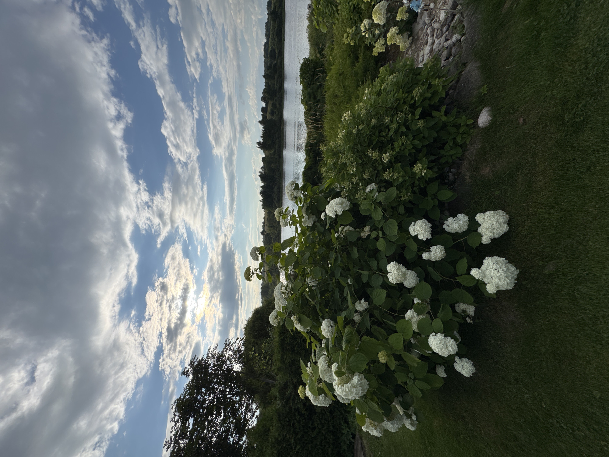 The image captures a tranquil lakeside scene in Sitno, Russia. In the foreground, a lush green lawn is met by a substantial bush adorned with numerous white hydrangea blossoms. The bush is situated on a slightly elevated area with some decorative rocks. Beyond the foliage, a calm river flows, bordered by a dense line of trees on the opposite bank. The sky above is a dynamic canvas of blue, interspersed with wispy white and gray clouds, with the sun partially visible through a break in the clouds, casting a gentle light on the landscape. The overall impression is one of natural beauty and serenity, characteristic of the Russian countryside.