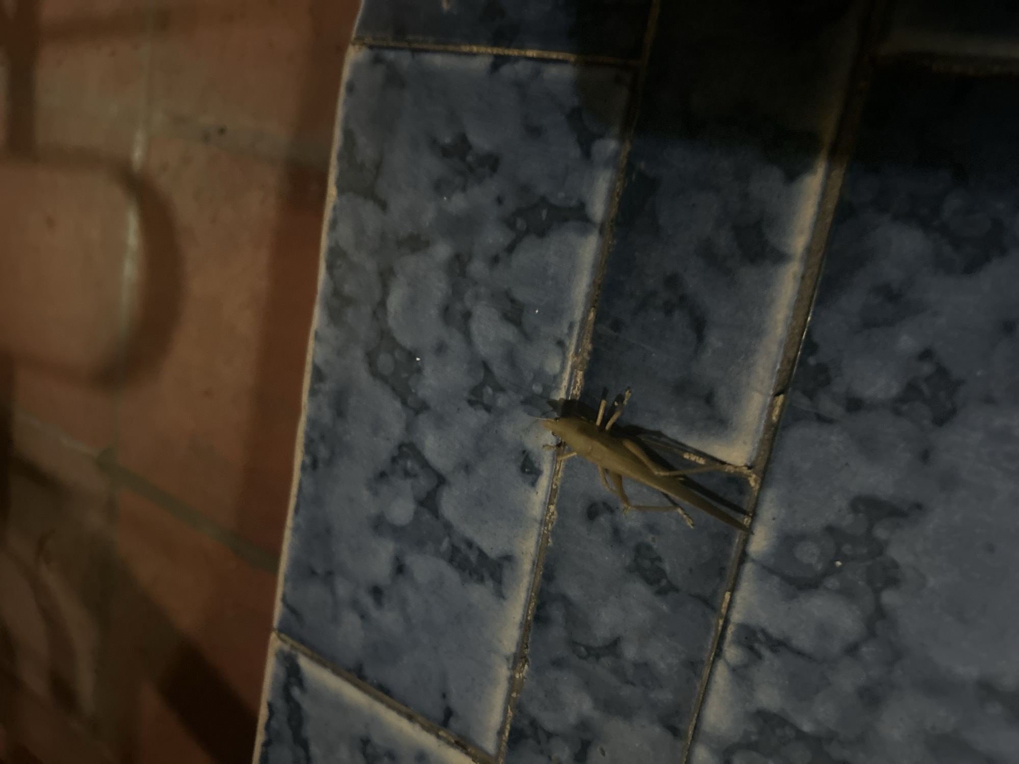 A pale brown grasshopper rests on a textured blue-grey tiled surface. The tiles appear to be part of a wall or structure, adjacent to a reddish-brown brick wall visible on the left side of the frame. The lighting in the scene suggests it is either indoors or under artificial lighting conditions. The photo was taken somewhere in the city of San Juan de Los Morros, Venezuela.