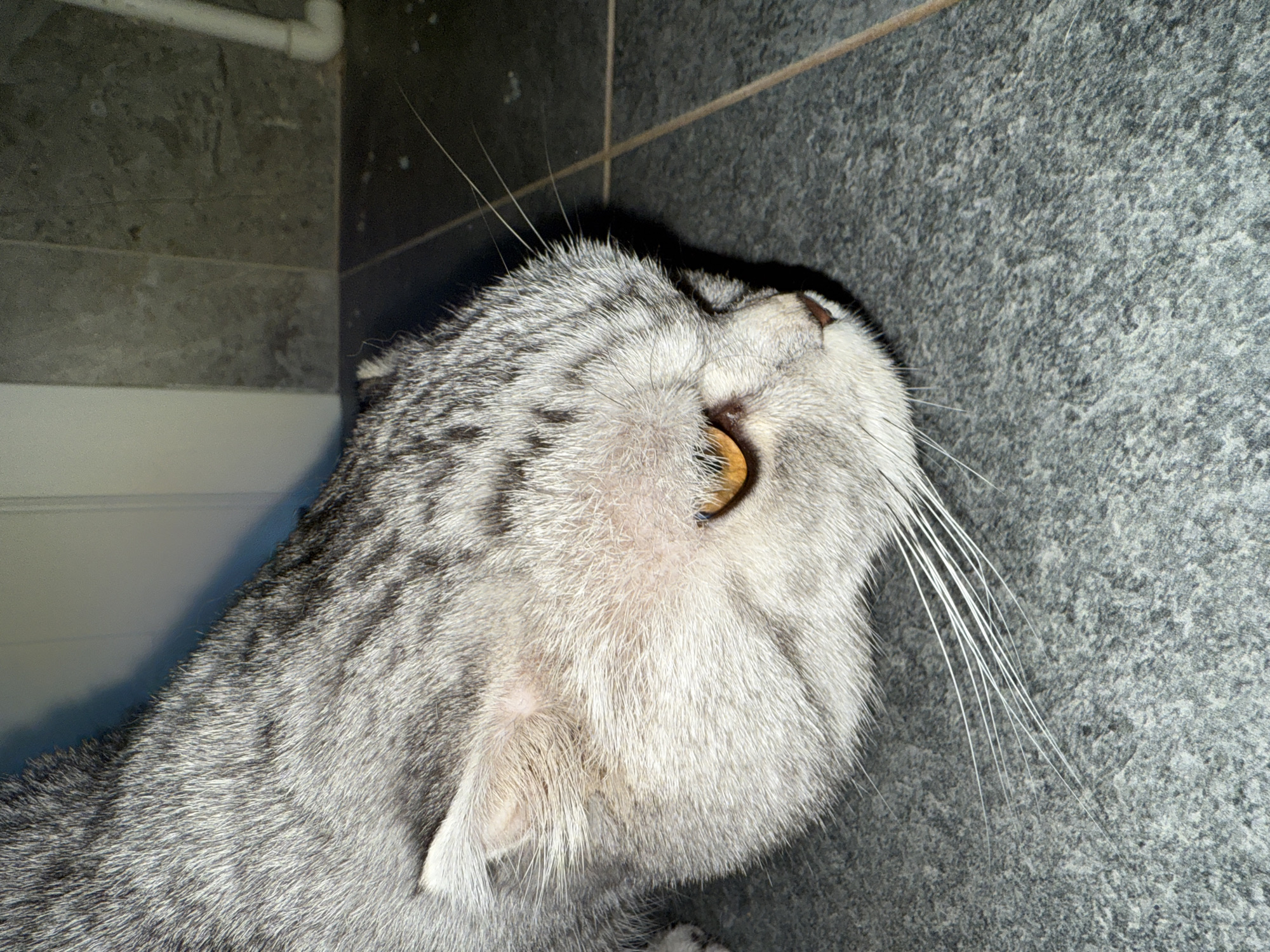 A close-up photograph shows the head and upper body of a gray tabby cat facing away from the camera. The cat has golden eyes, and its fur is short and patterned with dark gray stripes. Long, white whiskers extend from its muzzle. The cat is situated against a background of gray stone tiles and a white pipe. The scene is in Лобаново, Russia.