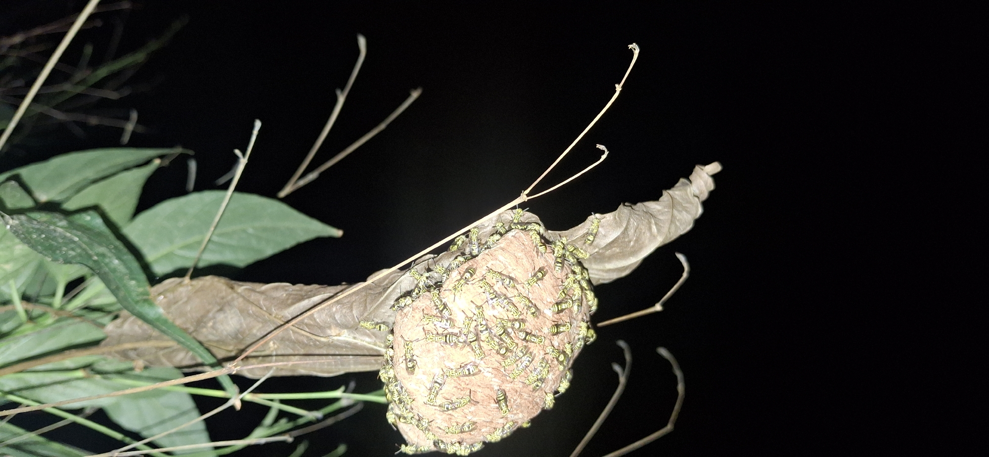The image shows a wasp nest attached to a branch with green leaves. Many wasps are covering the nest. The background is dark, suggesting it is nighttime. The location is Vallecito, Venezuela.