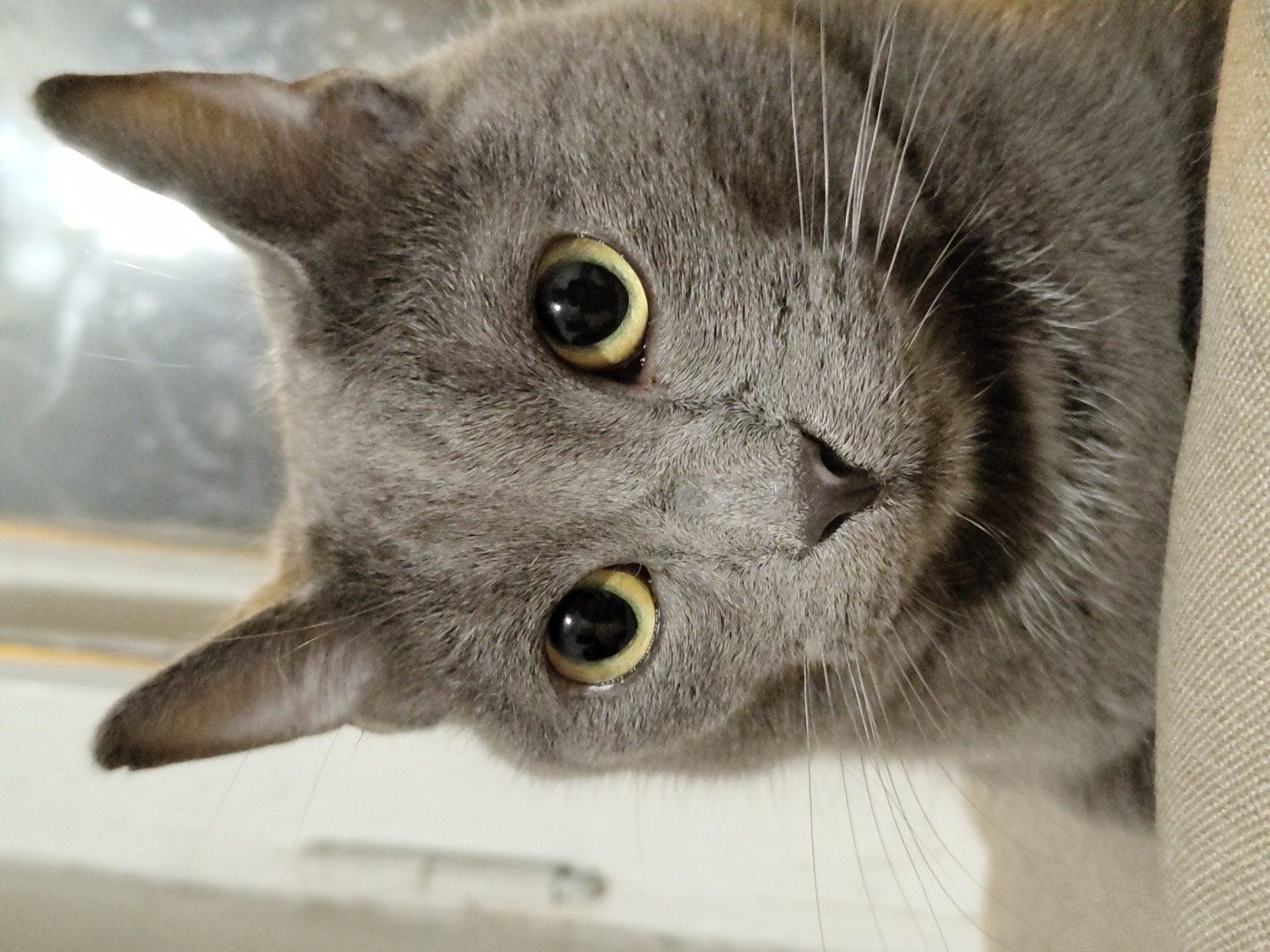 A close-up, head-on shot captures the face of a Russian Blue cat. The cat's fur is a solid, medium gray, with a slightly lighter gray ruff around its neck. Its ears are pointed and erect, set high on its head. The cat's large, round eyes are a striking yellow-green color, with dark, dilated pupils. Its nose is a dark gray, and its white whiskers fan out from its muzzle. The cat is resting on a light-colored, textured surface, possibly a sofa or cushion. The background is blurred and out of focus, showing hints of a window with vertical blinds. The lighting is soft and diffused, highlighting the cat's features.