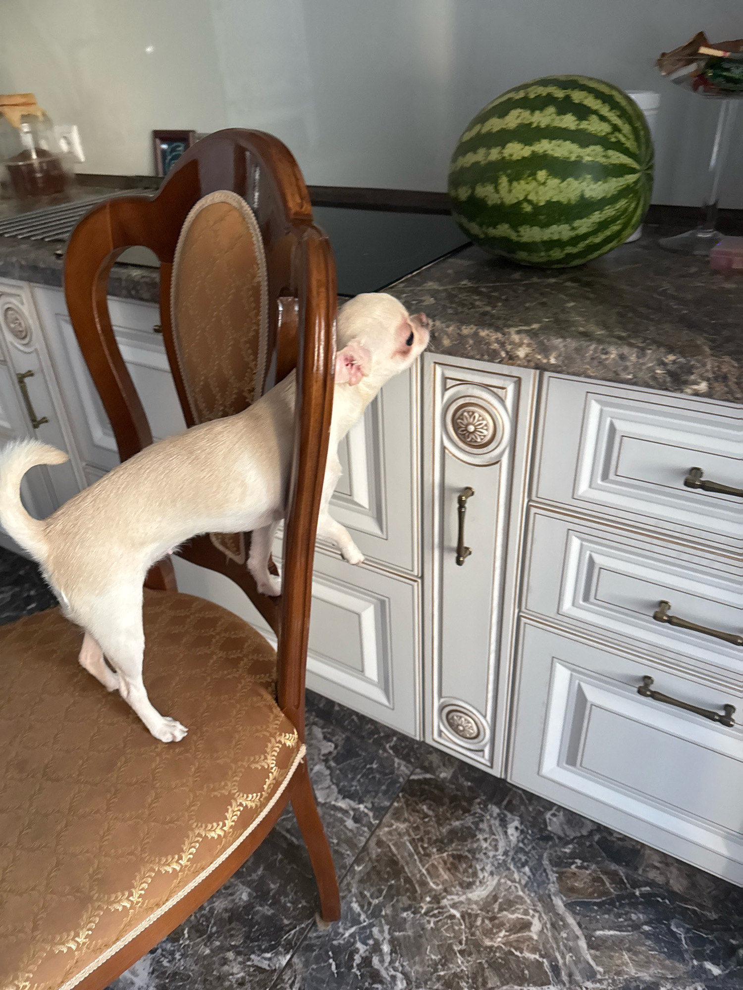 A light-colored chihuahua dog is standing on a patterned brown upholstered chair, leaning over the edge of a kitchen counter towards a large watermelon. The dog's front paws are on the counter, and its head is turned to the side. The kitchen features light gray cabinets with ornate gold trim and dark, marbled flooring. A glass bottle with a wooden stopper is visible in the background. The scene appears to be an indoor domestic environment. There is no information in the image to suggest the location is in Novosibirsk, Russia.