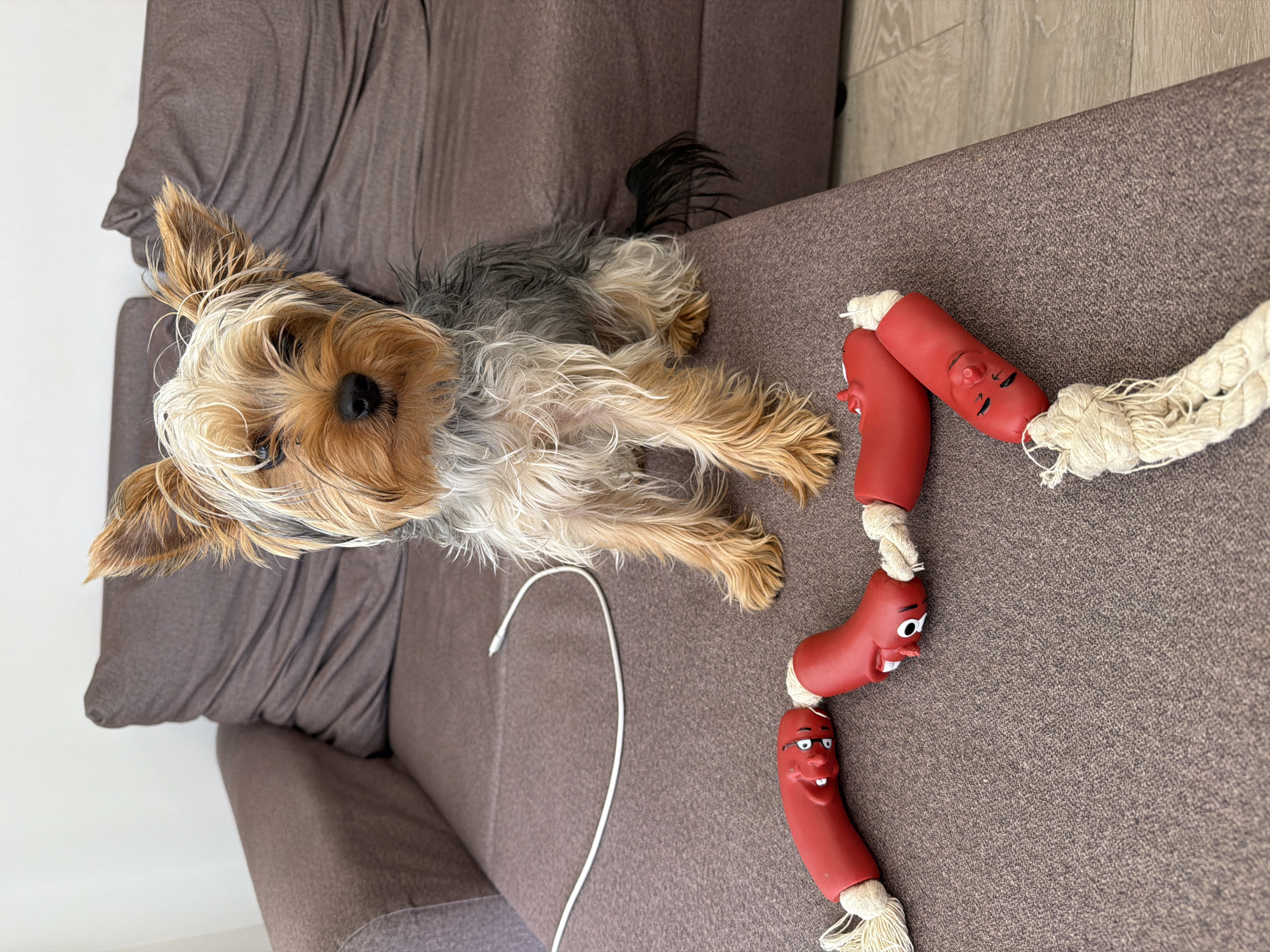 A high-angle, medium shot shows a Yorkshire Terrier lying on a brown sofa next to a dog toy. The dog is positioned on the left side of the frame, lying flat with its head towards the top. It has a mix of brown, tan, and gray fur. To the right of the dog is a red dog toy shaped like sausages with cartoon faces and white rope at the ends. A white charging cable is placed on the left side of the toy and below the dog. The background includes a light-colored wall behind the sofa. The image appears to be taken indoors.
