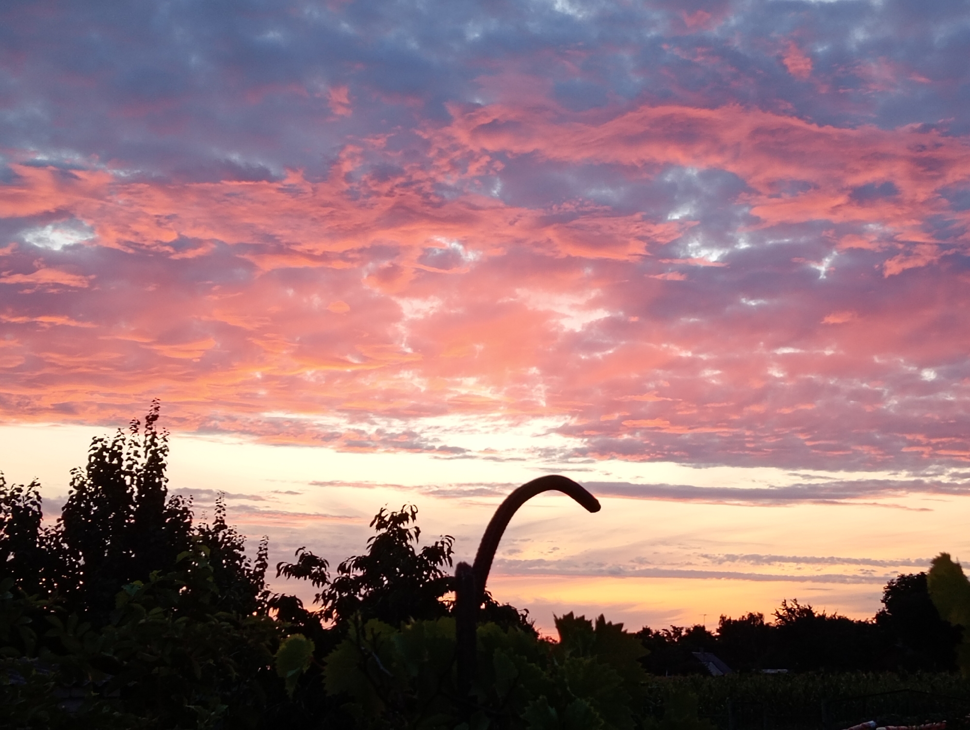 A photograph captures a sunset over Marynivka, Ukraine. The sky is filled with clouds tinged with pink and orange hues, contrasting with patches of blue and gray. Silhouetted against the sky are dark green trees and foliage in the foreground, with a curved, dark object extending upwards from the bottom center of the image. The horizon is marked by a line of trees and a hint of buildings. The overall scene depicts a natural landscape at dusk.