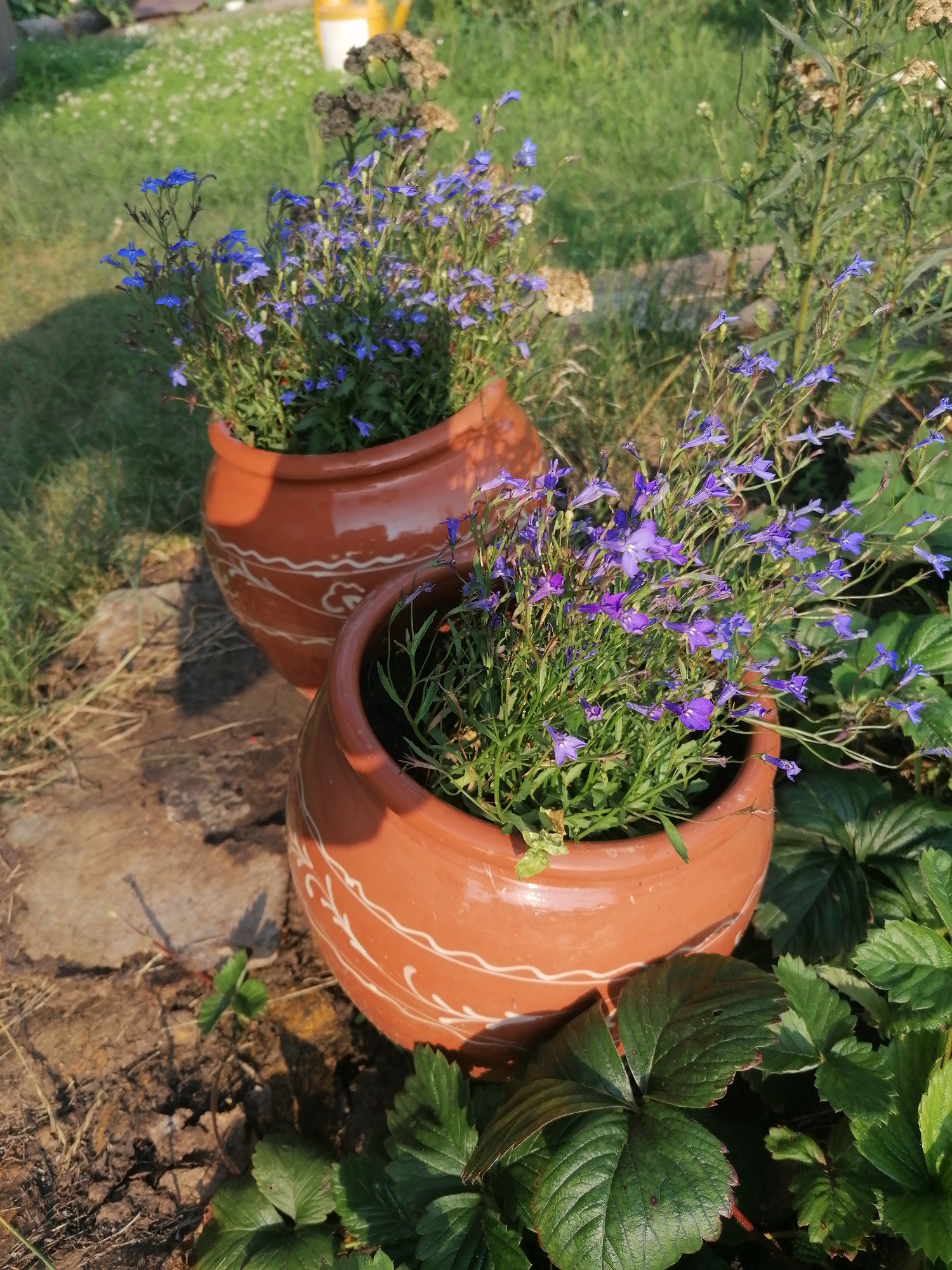 Two terra cotta planters filled with blooming purple lobelia are positioned outdoors on a patch of dry earth and grass. The planters have decorative white swirl patterns. In the background, a yellow watering can is visible. The scene appears to be a garden setting, possibly in the village of Mylnikovo, Russia, given the context. The lighting suggests it is daytime.