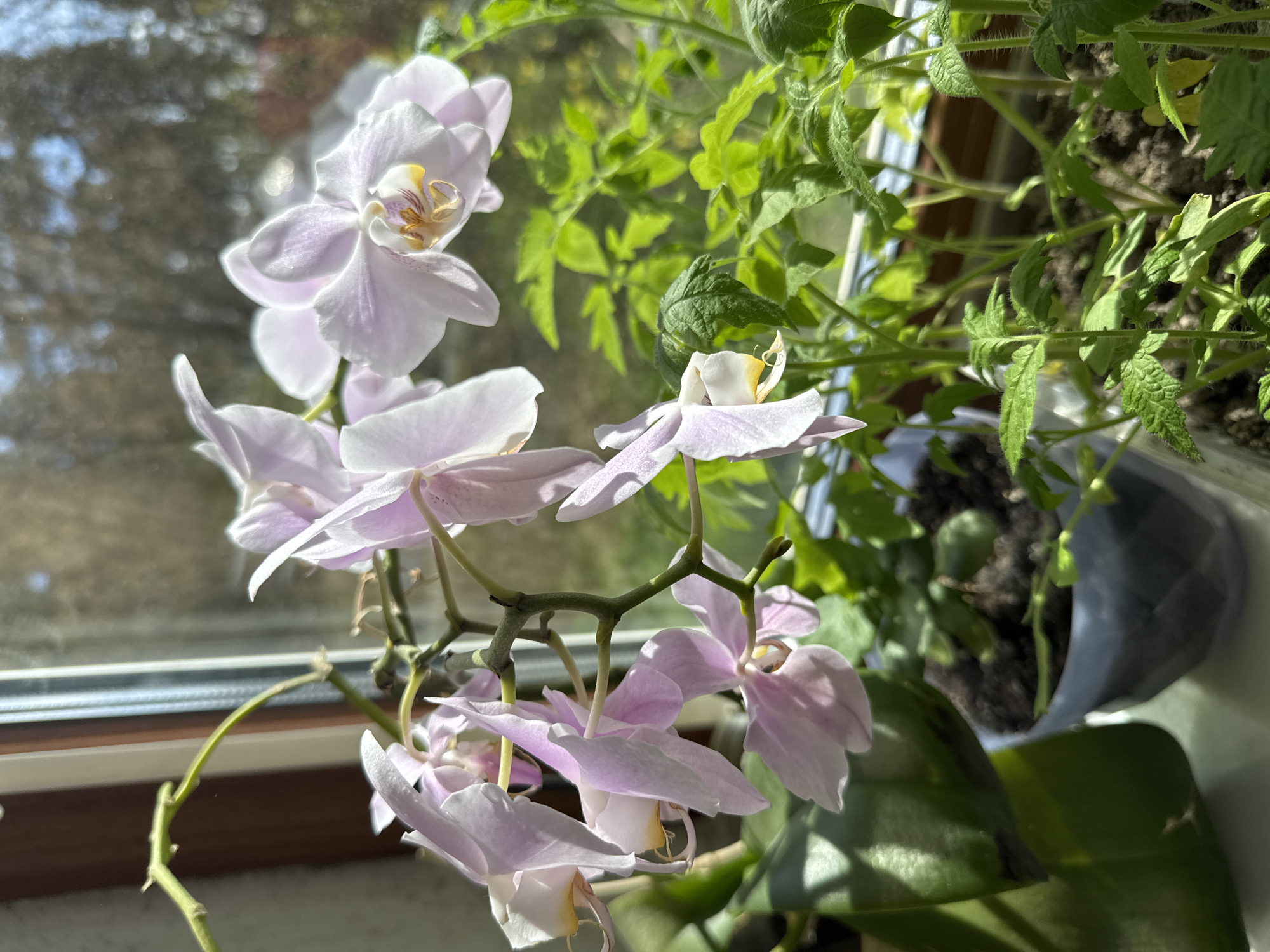 The image shows a close-up of light pink orchids in bloom, positioned near a window. The orchids are in various stages of flowering, with some blooms fully open and others still budding. Green foliage is visible behind and to the right of the orchids, suggesting they are part of a larger potted plant arrangement. The window frame is visible, and the light suggests it is daytime. The location is specified as Раздолье, Russia.