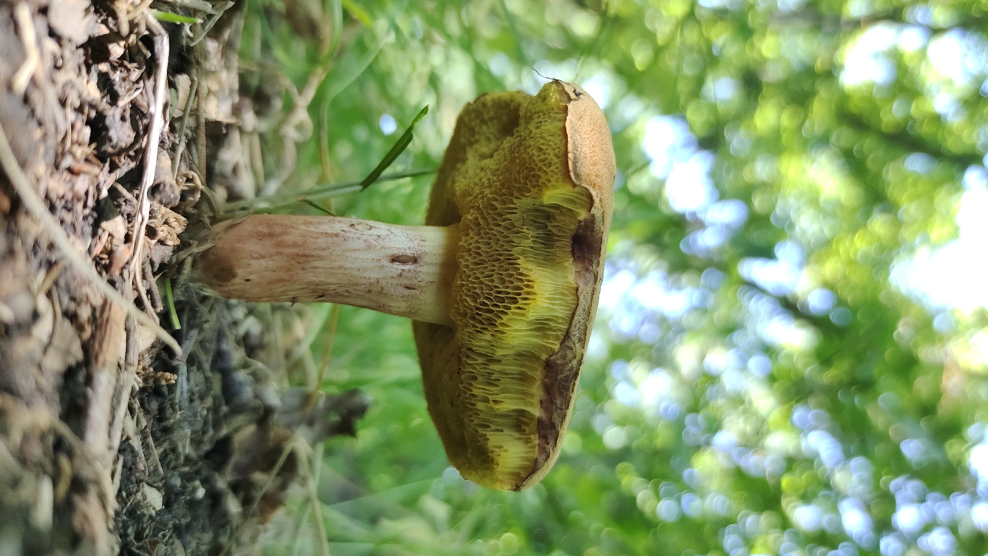 A low-angle, close-up shot captures a single mushroom growing from the forest floor. The mushroom has a light brown cap, and its underside is a bright yellow, revealing a porous texture. The stem is light tan with some brown speckling. The background is a soft, out-of-focus blur of green leaves and dappled sunlight, suggesting a forest environment. The ground is covered with dry leaves, twigs, and dirt. The image is taken in the city of Mikhaylovka, Russia.