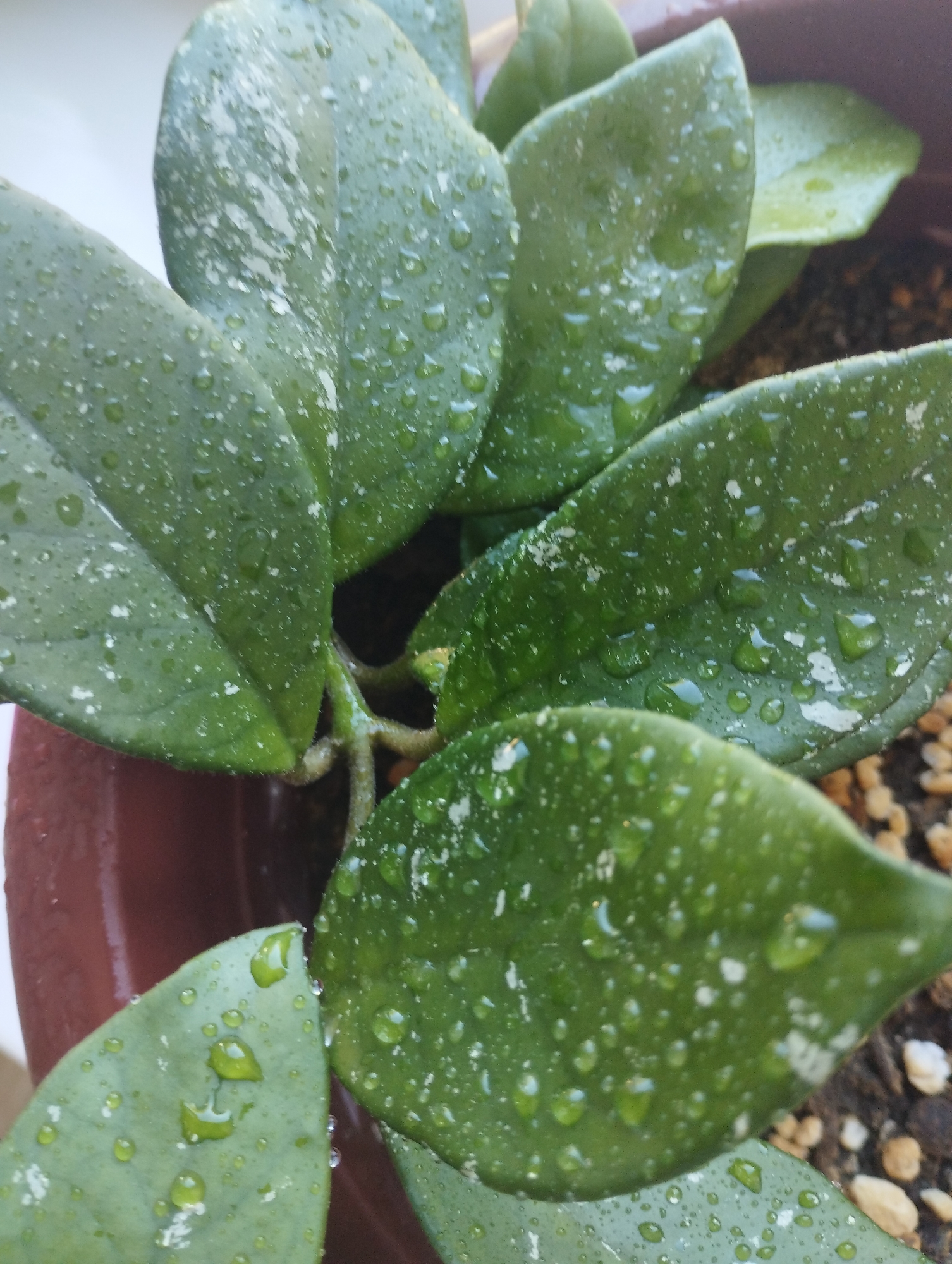 The image shows a close-up view of a potted plant with glossy green leaves covered in water droplets. Some of the leaves have white speckles. The plant is in a brown pot filled with soil and small pebbles. The background is blurred, but suggests an indoor setting with a light-colored surface to the left. There is no indication of the city of Zarafshan, Uzbekistan in the image.
