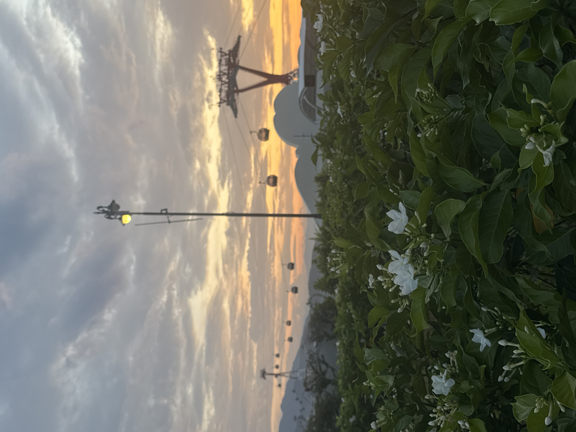 The image depicts a scenic view of the Hon Tre Island cable car system in Nha Trang, Vietnam, at sunset. In the foreground, lush green foliage with white flowers and buds fills the bottom of the frame. Beyond the foliage, several cable cars are visible suspended from wires, with a large red and white cable car support tower in the mid-ground. The sky is filled with dramatic clouds, colored by the warm hues of the setting sun, ranging from pale orange to soft grey. A single street lamp is illuminated on a pole on the left side of the image, and the distant landscape features rolling hills and mountains. The scene is captured from a slightly elevated perspective, focusing on the interplay of nature and infrastructure against the backdrop of a vibrant sunset.