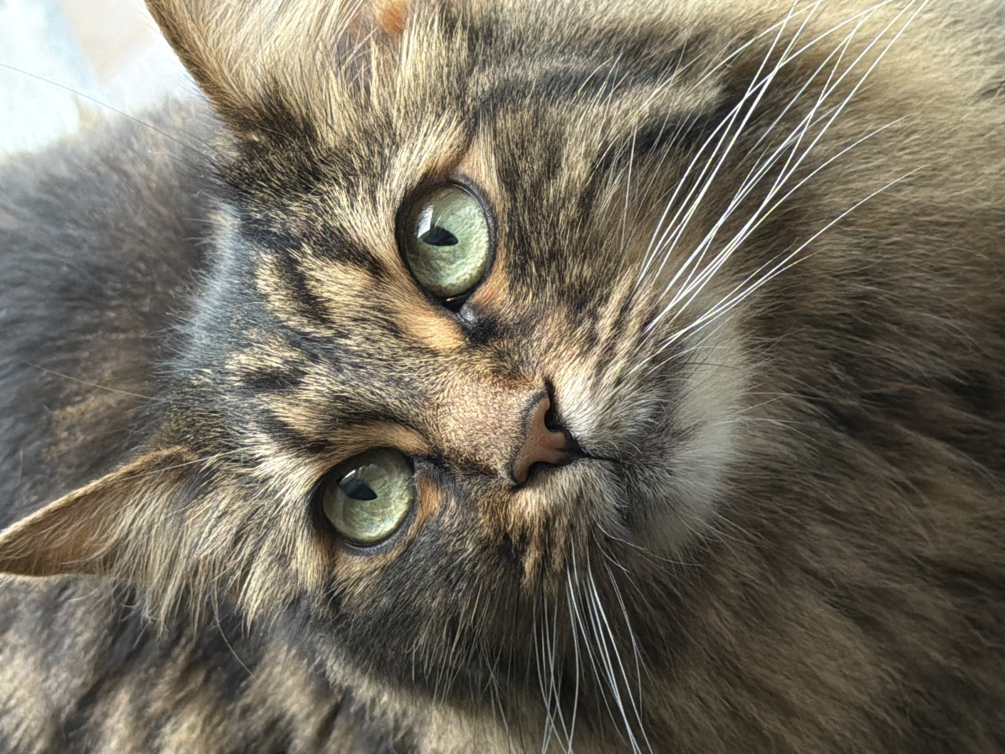 A close-up, eye-level, indoor shot shows the face of a long-haired tabby cat. The cat's fur is a mix of brown, black, and tan. Its eyes are a striking green color. The cat's nose is a pinkish-brown. Long, white whiskers extend from its muzzle. The background is out of focus and appears to be a light-colored wall or surface, suggesting an indoor setting. The lighting is natural and bright, illuminating the cat's facial features.