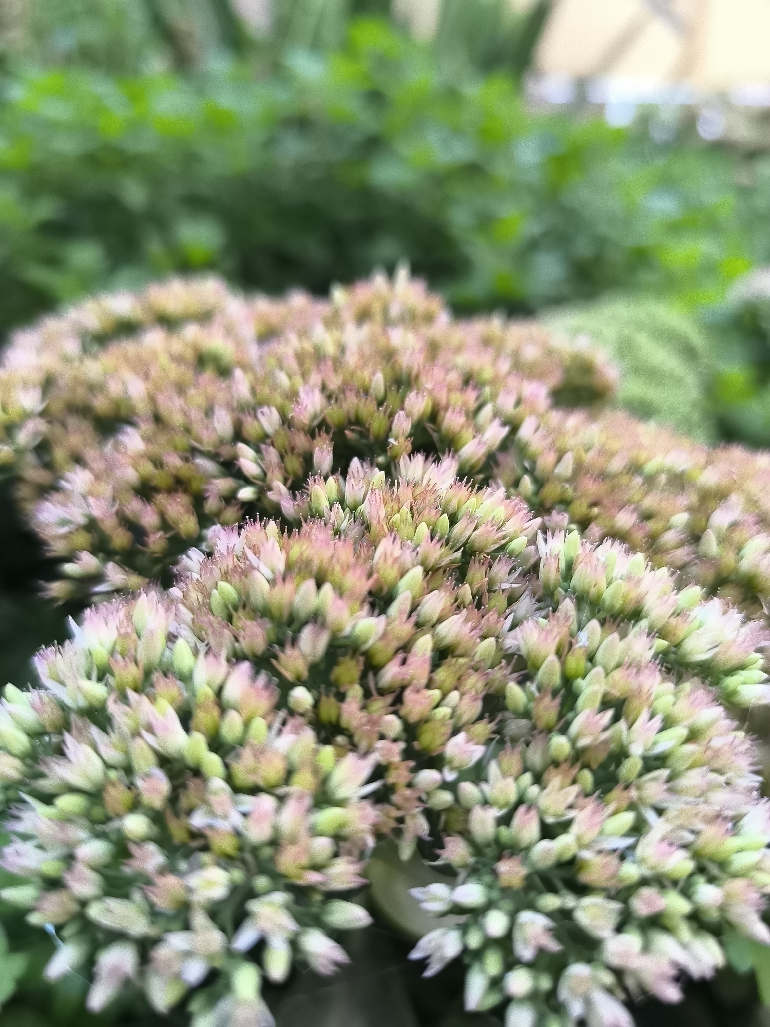 This is a close-up, shallow depth-of-field photograph of a cluster of developing flower buds. The buds are small and tightly packed, appearing to be in an early stage of blooming. They exhibit a gradient of colors, ranging from pale green at the tips to soft pink and off-white closer to their bases. The texture is granular and delicate. In the background, out of focus, are blurred shapes of green foliage, suggesting an outdoor garden setting. The lighting is natural, likely daylight, and it highlights the subtle color variations and textures of the buds. The scene does not contain any people or identifiable structures, and there is no indication of its specific location within Kokand City, Uzbekistan.