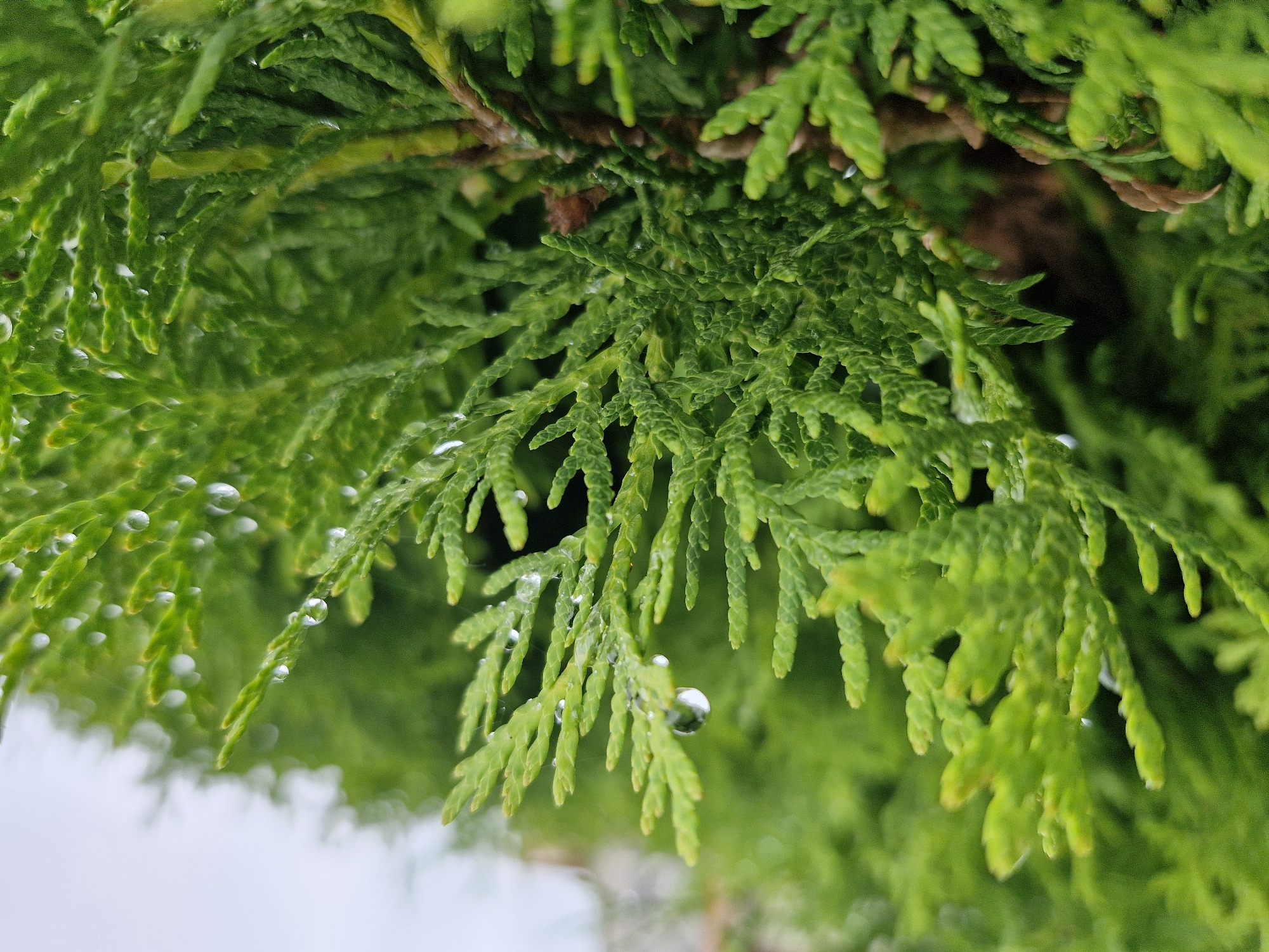 The image displays a detailed, close-up vertical view of vibrant green coniferous foliage, consistent with an arborvitae or similar scale-leaved evergreen plant. Numerous spherical water droplets adhere to the plant's textured, flattened leaf sprays, several of which are in sharp focus and reflect ambient light. A prominent, well-formed water droplet is visible on a leaf structure in the lower-middle section of the frame. The background is significantly blurred; the upper-left area shows a light, indeterminate blur, while the right side exhibits darker, out-of-focus green foliage and brown internal branches or stems of the plant. No individuals, animals, or man-made objects are present within the frame. The scene suggests an outdoor environment immediately after precipitation or heavy dew. The specific location within the city of Unknown, Unknown cannot be determined from the visual information provided.