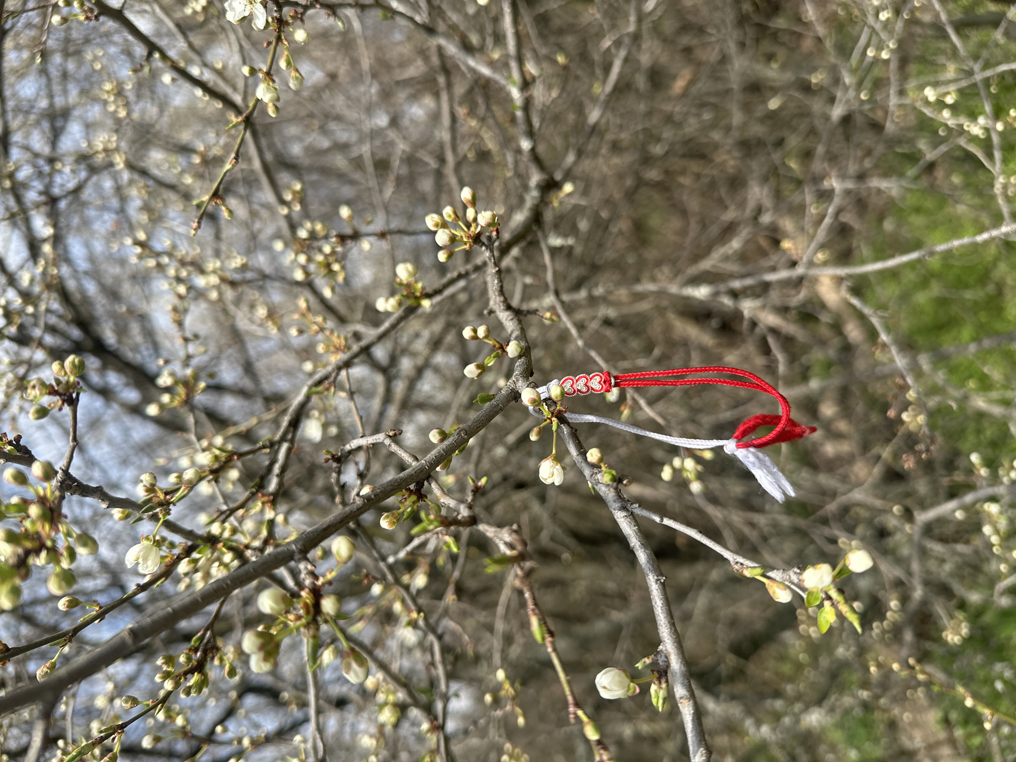 A vertical photograph captures a close-up of a tree branch in early spring, displaying numerous white flower buds and several partially opened white blossoms. A traditional Bulgarian martenitsa is tied to the branch, characterized by intertwined red and white threads. A small decorative element, consisting of linked red heart motifs, is visible on the red thread. The tree's bark is textured and gray-brown. The background is intentionally blurred, revealing additional tree branches with emerging buds and hints of green vegetation towards the lower frame, illuminated by natural daylight. This scene is situated within a public park or green space in Sofia, Bulgaria.