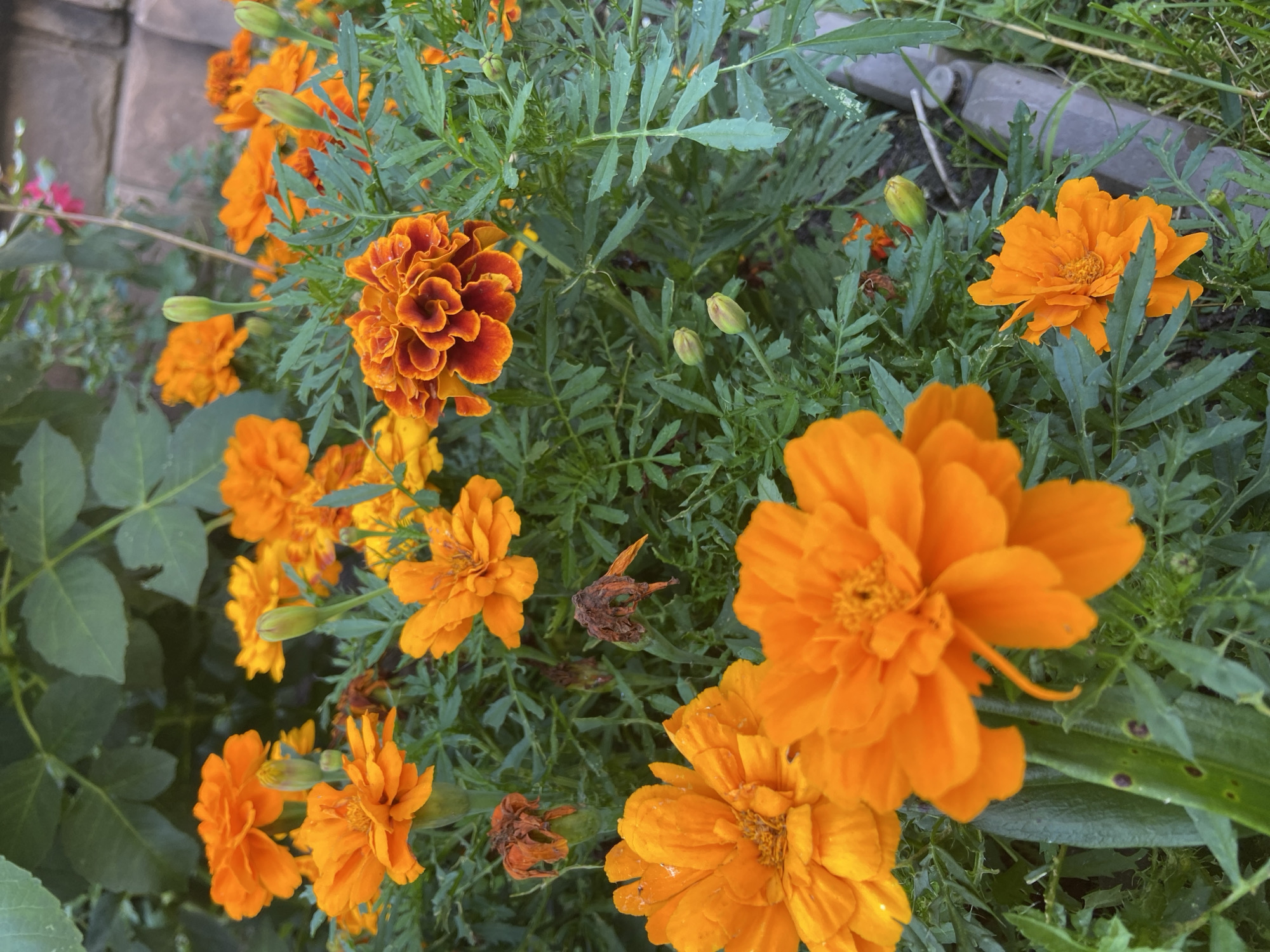 The image depicts a close-up view of several bright orange marigold flowers in full bloom. The flowers are varied in their stage of development, with some fully open and others still in bud. The foliage is a lush green, with finely cut leaves characteristic of marigolds. The background includes a hint of a brick wall and some green leaves from another plant. The scene appears to be outdoors, possibly a garden, with natural lighting. No people or animals are visible. The location is identified as Зимородок Днп, Russia.