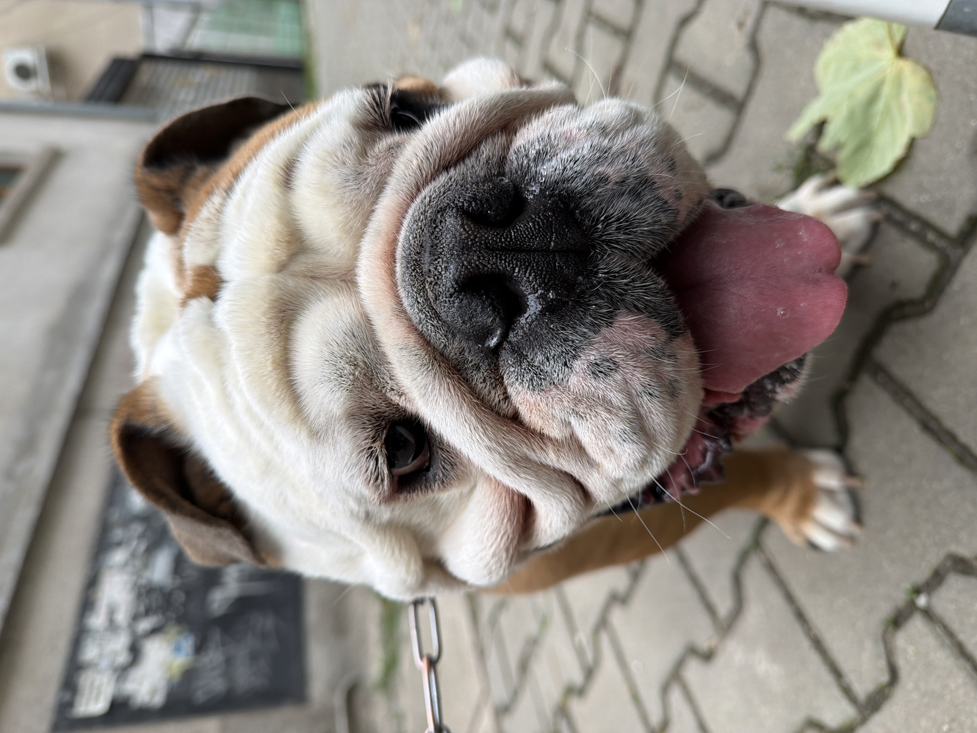 The image is a close-up, low-angle shot of an English Bulldog's face, taken outdoors on a paved sidewalk in Sofia, Bulgaria. The dog's head is the primary subject, filling most of the frame. Its fur is white and tan, with characteristic wrinkles around its snout and eyes. The dog's dark nose is prominent, and its mouth is open, with a pink tongue visible. The background is out of focus, showing a blurred view of buildings and a wall with some writing on it, consistent with an urban environment in Sofia. A green leaf is on the ground to the right of the dog. A leash clip is visible on the left side of the image, attached to the dog. The lighting suggests an overcast day.