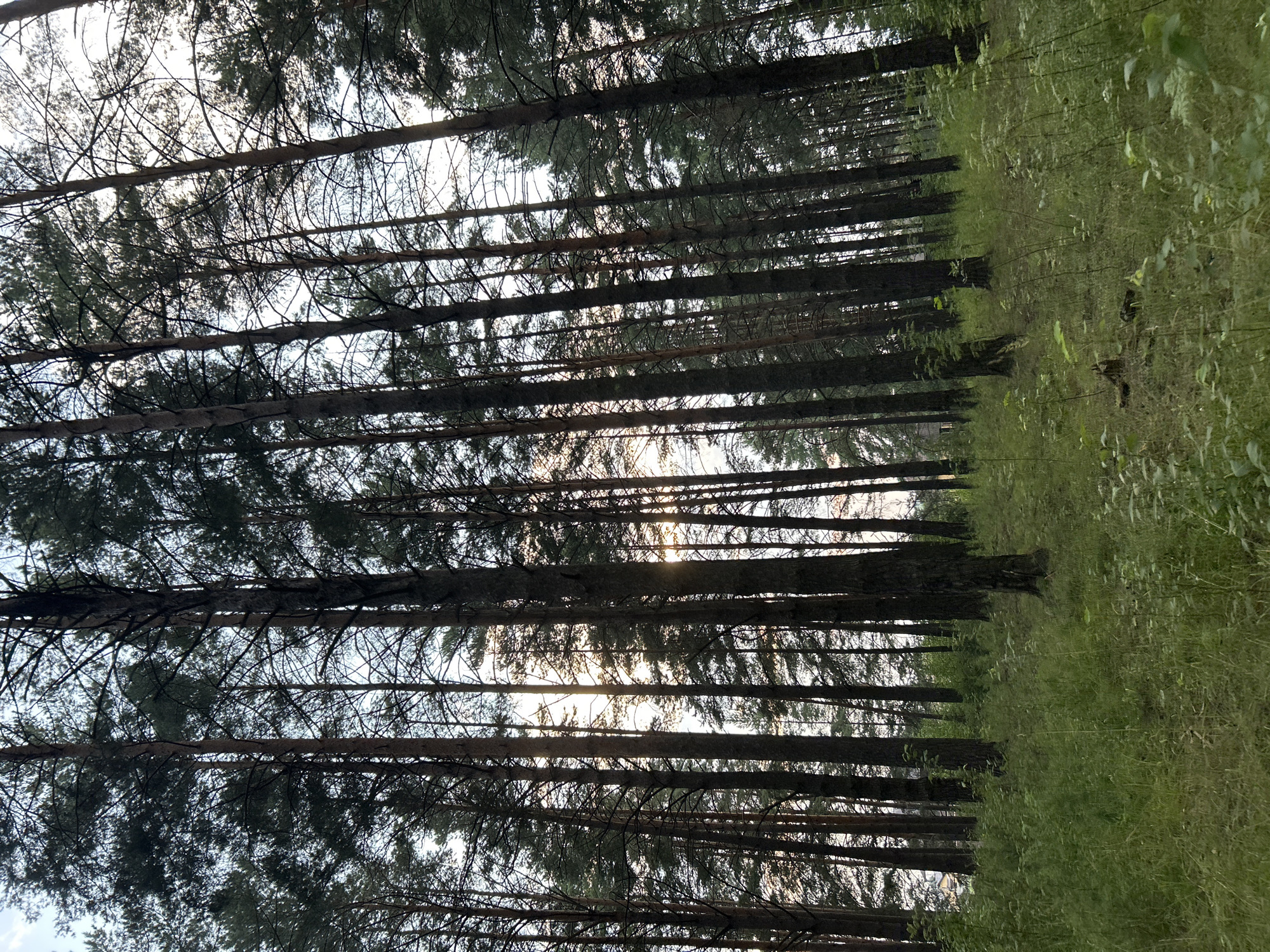 A low-angle, vertical shot captures a dense pine forest with a grassy, slightly uneven forest floor in the foreground. Sunlight filters through the tall, slender pine trees, creating a dappled effect and highlighting the branches and needles. The sky is visible through the canopy, appearing light blue with some overcast. The overall impression is of a natural, serene woodland environment. The location is identified as Chaikovsky, Russia.