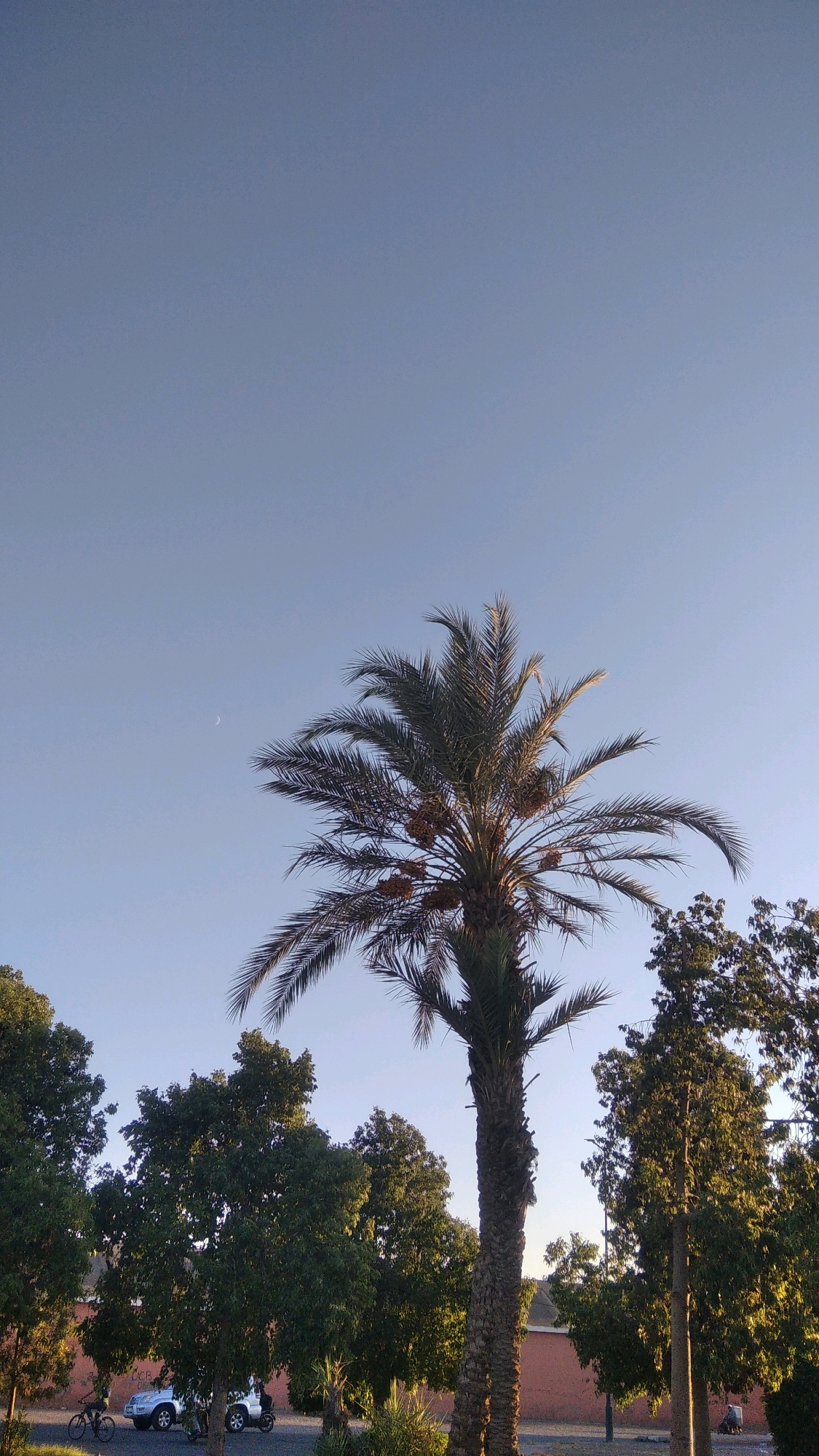 This image shows a clear, light blue sky with a faint crescent moon visible. A tall palm tree with a rough, textured trunk dominates the center of the frame, its fronds spread wide. Clusters of dates are visible on the palm tree. A line of trees with dense green foliage runs horizontally across the lower portion of the image, interspersed with smaller palm-like plants. To the far left, a bicycle is parked next to a light-colored SUV. A motorcycle is also parked to the right of the SUV. A red brick wall runs behind the trees. The overall scene suggests an outdoor setting in Marrakesh, Morocco, possibly a park or a residential area, under a clear sky, likely during late afternoon or early evening given the warm lighting.