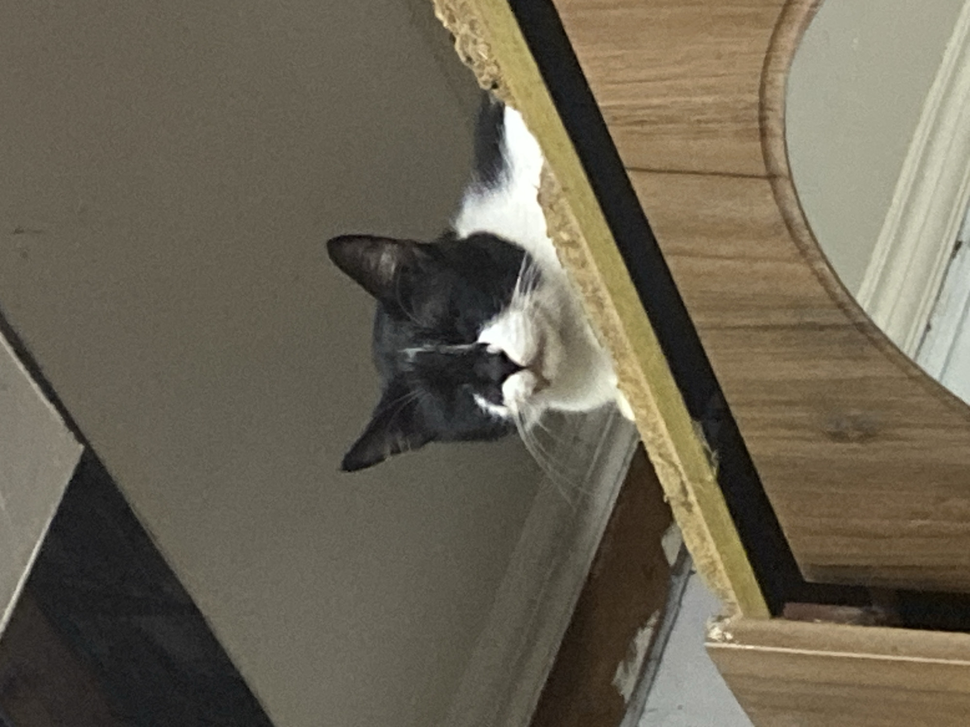 A black and white cat is hanging upside down, peering from behind a wooden structure. The location is unknown and there is no other information.