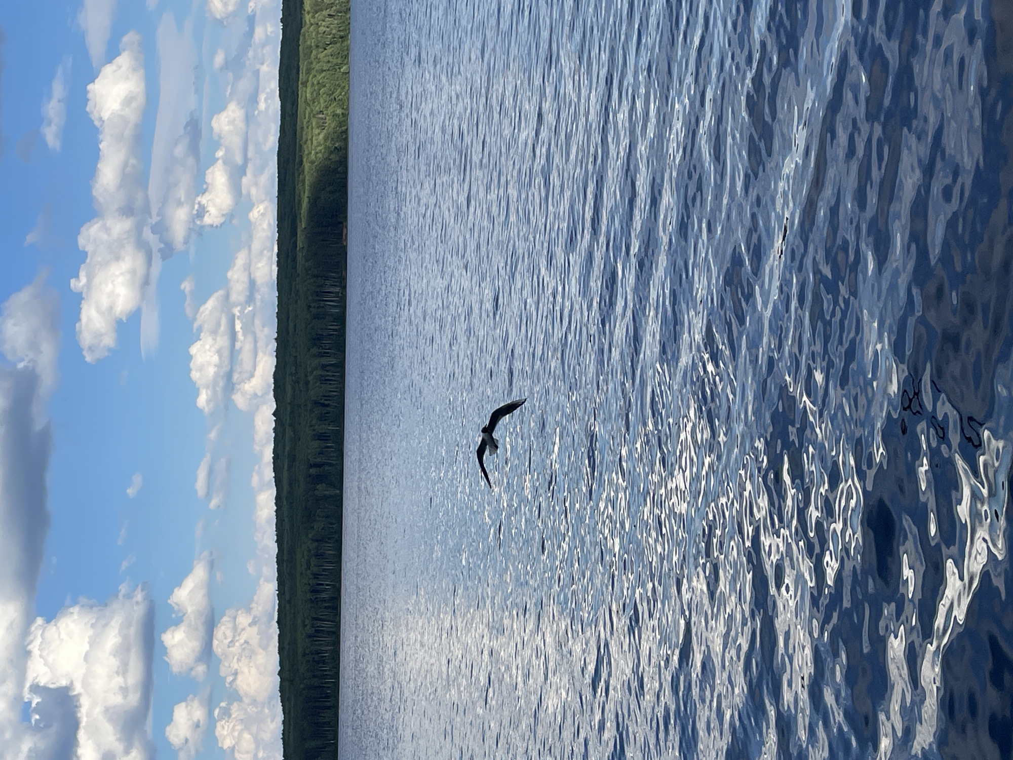 The image depicts a serene natural scene with a body of water, a forest line, and a sky filled with clouds. The water, which takes up a significant portion of the frame, is a deep blue with ripples and reflections of sunlight, suggesting it is a lake or a calm sea. A lone bird, likely a seagull with dark plumage and white underparts, is captured mid-flight, soaring above the water.
To the left of the water, a dense, dark green forest stretches along the horizon, indicating a wooded area. Above the forest, the sky is a bright blue, interspersed with fluffy white clouds. The lighting suggests it is daytime, likely late morning or early afternoon, with the sun casting bright reflections on the water.
The overall mood of the image is tranquil and peaceful, emphasizing the beauty of nature. There are no people or man-made objects visible, focusing solely on the natural elements. The location is identified as Chaikovsky, Russia. There is no visible text in the image.