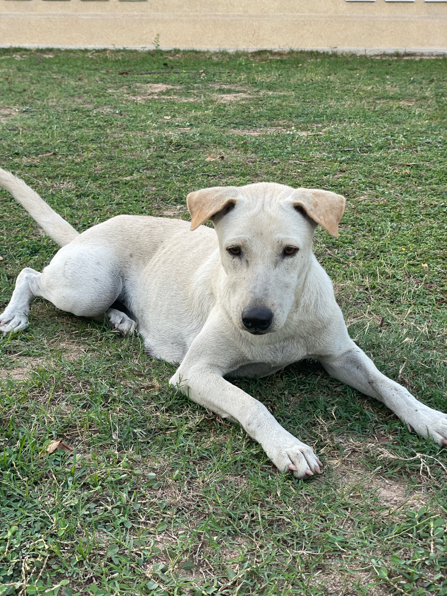 A medium-sized, light-colored dog with tan ears lies on a patch of green grass. The dog is positioned in the lower half of the frame, facing the camera. Its front paws are extended forward, and its hind legs are tucked underneath its body. The background consists of more green grass and a beige, textured wall. This scene is consistent with an outdoor environment, likely a park or yard, within Pattaya City, Thailand.