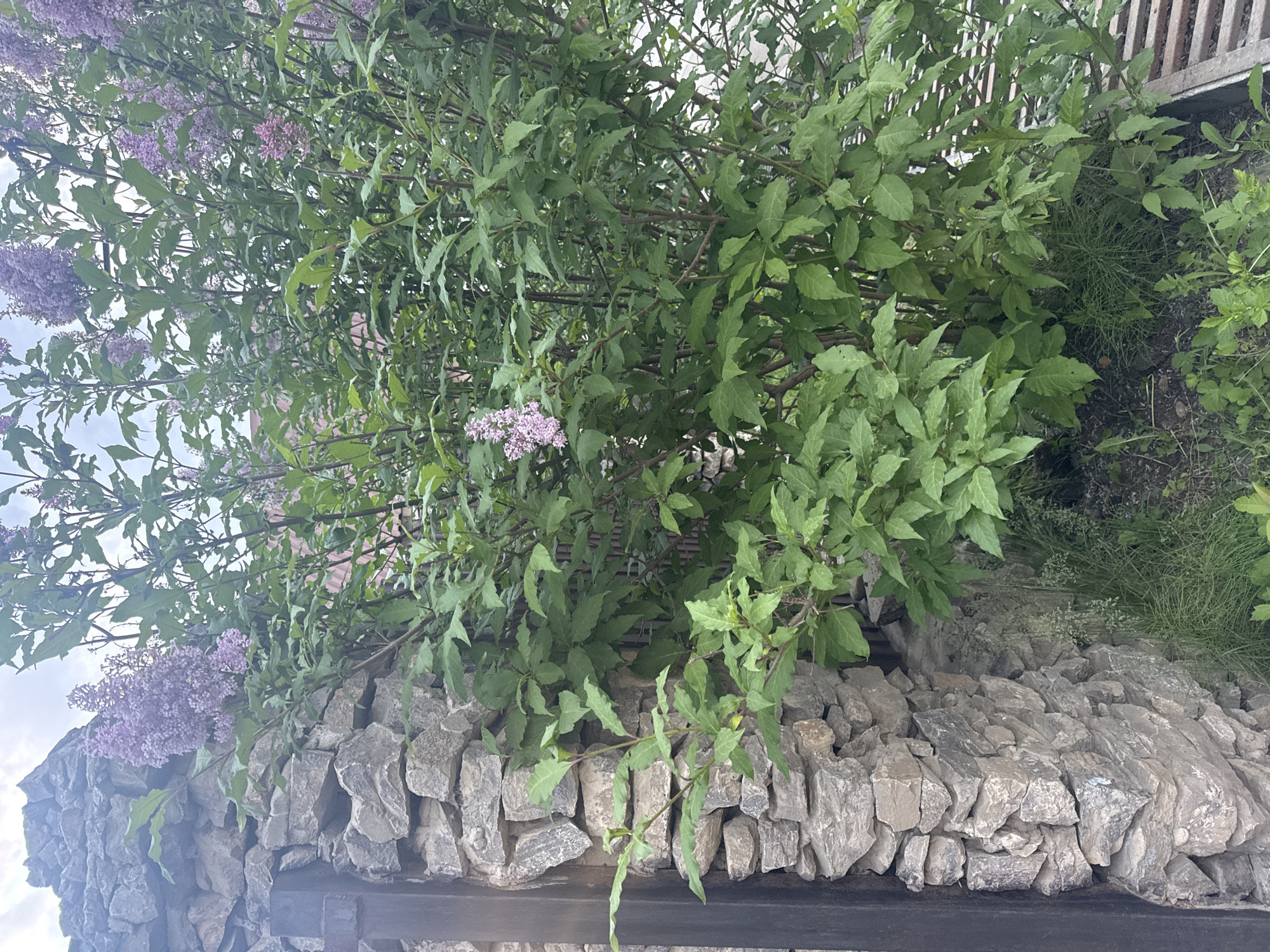 This media file depicts a close-up view of a lilac bush with purple blossoms cascading over a stone wall. The scene is captured from a low angle, looking upwards into the lush green foliage and delicate flowers. The stone wall is constructed from irregularly shaped, light-colored rocks, creating a rustic and textured base for the vibrant plant.
The lilac blossoms are a soft purple hue and appear in clusters, some fully bloomed and others just beginning to open. The leaves of the lilac bush are a vibrant green, with a slightly serrated edge. The branches are visible, weaving through the leaves and flowers, adding to the natural and somewhat wild appearance of the bush.
The background is partially obscured by the foliage, but hints of a light-colored sky are visible, suggesting it is daytime. The overall impression is one of a serene and natural setting, likely a garden or park area in Khomutovo, Russia. The lighting suggests it is a bright day, possibly with some cloud cover. There is no discernible text in the image. The focus is entirely on the natural beauty of the lilac bush and the stone wall.