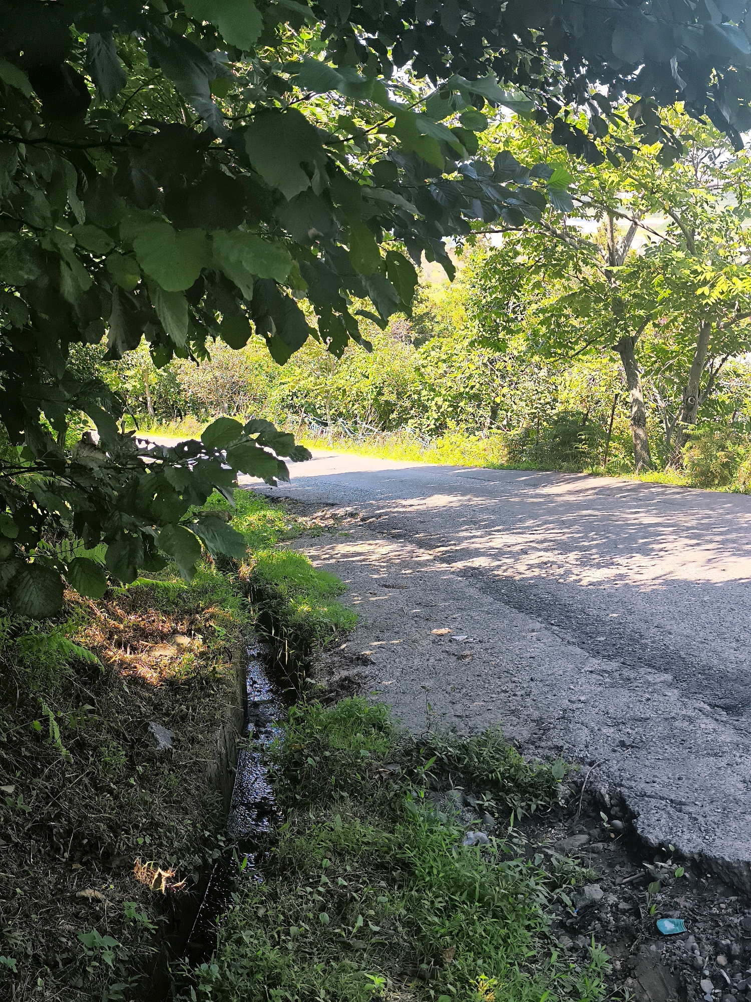 The image depicts a roadside scene in Batumi, Georgia, likely on a rural or semi-rural road given the vegetation and the presence of a small drainage ditch. In the foreground, lush green foliage, including large leaves from a tree, overhangs the left side of the frame, casting shadows. To the right of the foliage is a narrow, concrete-lined drainage ditch with a small stream of water flowing through it, bordered by grasses and weeds. The road itself is asphalt, with some visible wear and tear, and is partially covered in dappled sunlight and shadow, suggesting trees line the opposite side. The background is filled with dense green trees and shrubs, indicating a natural, possibly forested environment. The lighting suggests it is daytime, likely morning or afternoon, with the sun filtering through the leaves. There are no people or animals visible in the frame. The scene is natural and somewhat overgrown, with the road being the only man-made element of significant size.