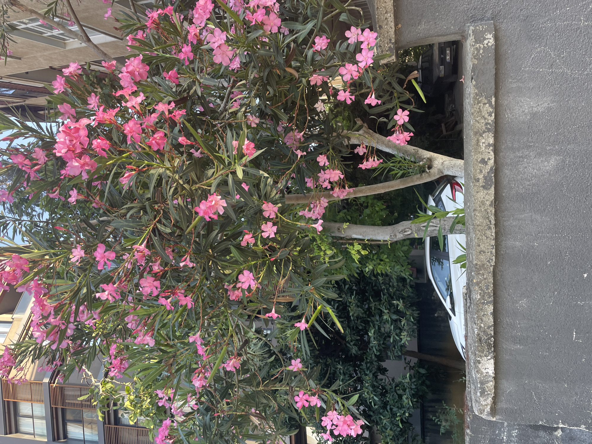 A bright, sunny day scene is captured, with a foreground of a rough, grey concrete wall. Behind the wall, a flowering oleander tree with numerous pink blossoms and dark green leaves dominates the mid-ground. The tree has multiple branches and two visible trunks. Through the foliage, a white car is partially visible on a street, its left side facing the camera. In the background, a multi-story building with horizontal wooden louvers on its windows is seen, along with other greenery and a dark-colored car parked further down the street. The image appears to be taken in a residential area of Kadıköy, Turkey, based on the architectural style and vegetation commonly found there.
