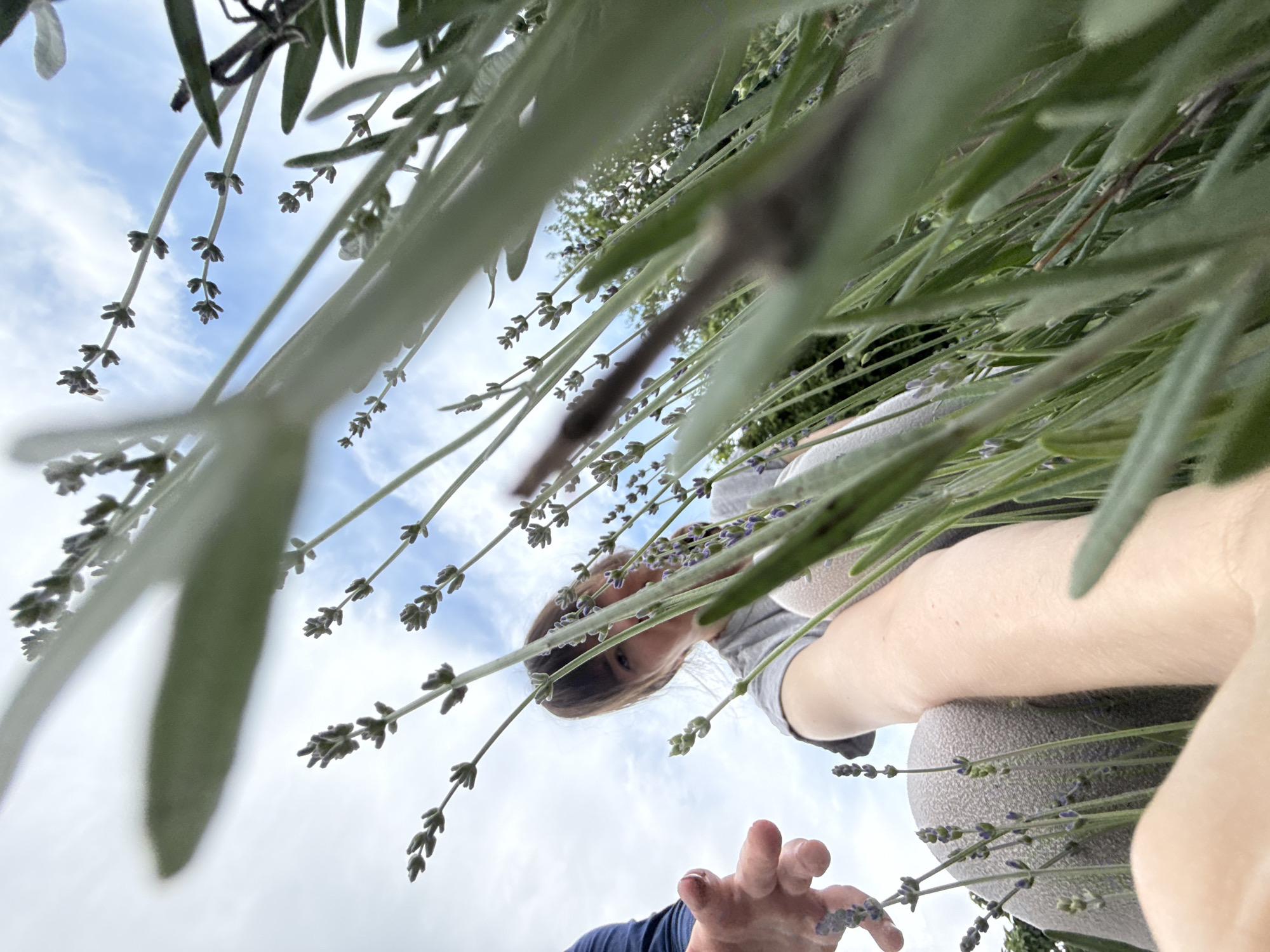 The image depicts a low-angle perspective through a dense lavender patch, under a partly cloudy daytime sky. In the foreground, numerous lavender stems with grayish-green foliage and purple buds or florets dominate, with some appearing blurred due to shallow depth of field. A person is partially visible in the mid-ground, positioned low within the plants. This individual has dark hair and is wearing a gray t-shirt and light-colored pants; their face is partially obscured by foliage, looking downwards. Their right arm extends into the lavender. To the far left, a second person's hand, partially covered by a blue sleeve, reaches into the lavender, appearing to touch or hold a small cluster of florets. In the distant background, patches of green foliage or trees are discernible beneath the sky. The scene suggests an outdoor agricultural or gardening activity in the city of Unknown, Unknown.
