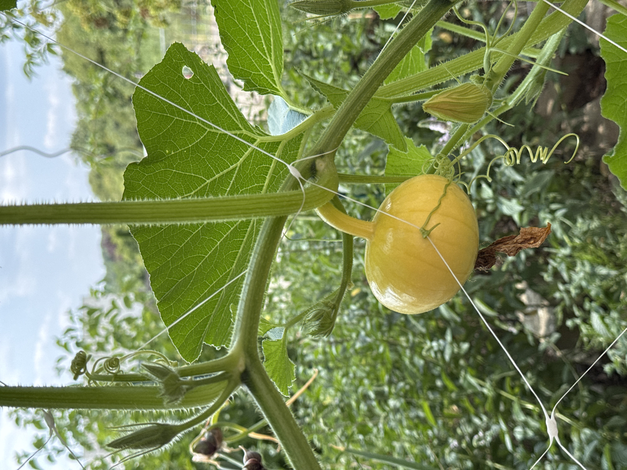 In Wettstetten, Germany, a young, round, yellow pumpkin hangs suspended from a green vine. The pumpkin is about the size of a fist and is attached to the vine by a short stem. Its skin is smooth and appears to be a bright, cheerful yellow. The vine itself is thick and hairy, with several tendrils curling outwards. A large, green leaf with prominent veins is attached to the vine just above the pumpkin, casting a slight shadow. White string netting is visible, supporting the vine and its developing fruit. In the background, a profusion of lush green foliage creates a dense, natural environment, with hints of trees and a cloudy sky peeking through above. The scene suggests a garden or allotment in late summer or early autumn, with the pumpkin in its early stages of growth.