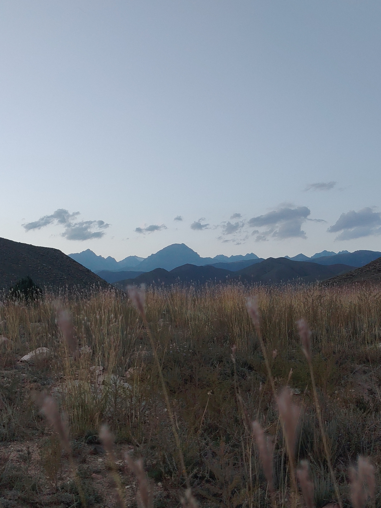 A wide, horizontal shot depicts a vast, serene mountain landscape under a pale, overcast sky. In the foreground, tall, dry grasses sway gently, their tawny stalks catching the soft light. The middle ground reveals rolling hills covered in scrubby vegetation, leading to a dramatic range of jagged, bluish mountains in the distance. Scattered, wispy clouds drift across the sky. The overall scene is one of quiet, untouched natural beauty. This image was taken in the vicinity of Cholpon-Ata, Kyrgyzstan.
