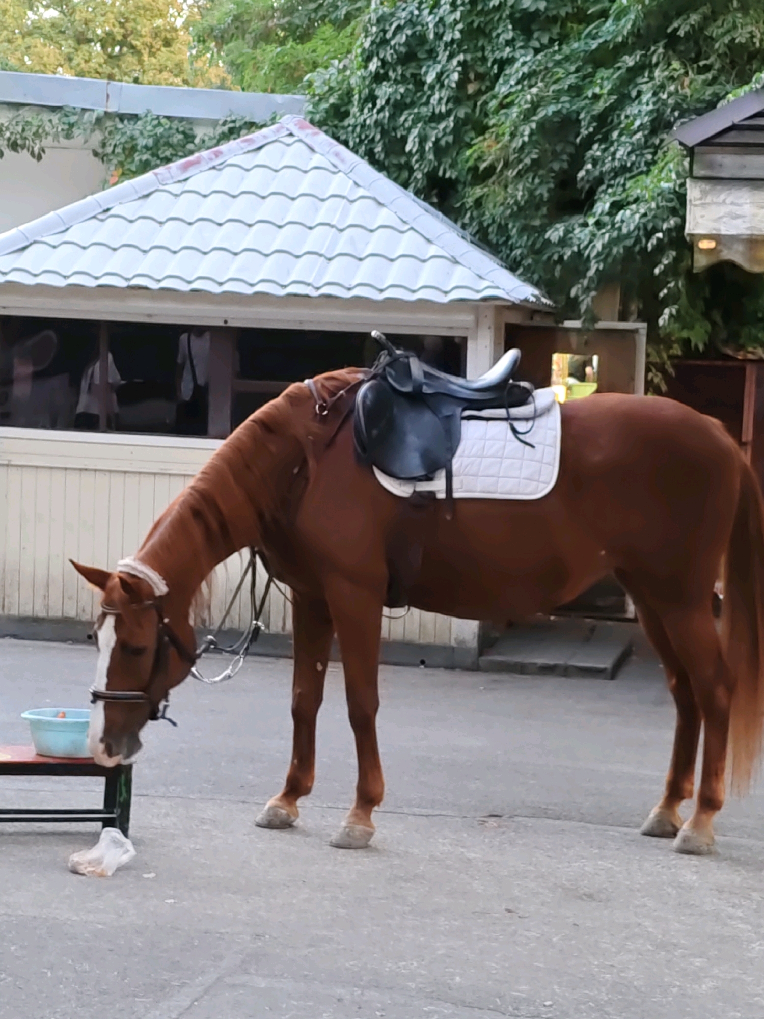 A brown horse with a white blaze on its face is eating from a blue bowl on a bench. The horse is wearing a black saddle and white saddle pad. In the background, there is a white-tiled roof of a building and green trees. The scene appears to be outdoors, possibly in a stable or a park area, in Rostov-on-Don, Russia. A person can be partially seen through a window in the background.
