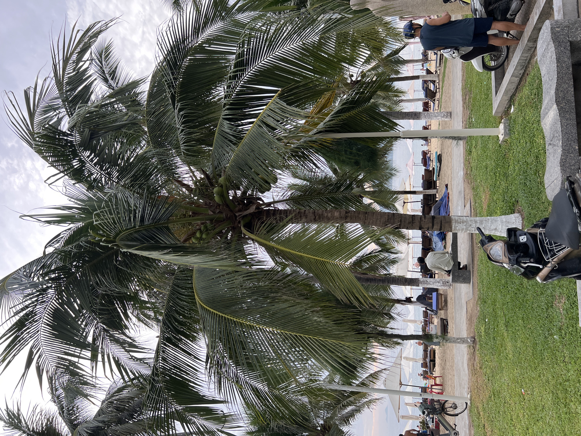 The image depicts a beachside scene in Nha Trang, Vietnam, characterized by numerous palm trees with visible coconuts. In the foreground, a scooter is parked on a patch of green grass bordered by a stone curb. Behind the grass, a paved walkway runs alongside a sandy beach dotted with lounge chairs and umbrellas. Several people are visible on the beach, some seated on chairs, others walking, and one individual is sitting on a bench. Further in the background, the ocean stretches towards the horizon under a cloudy sky. A bicycle with a basket is also present near the walkway. A man in a blue sleeveless shirt and dark shorts is standing next to a scooter on the right side of the image.