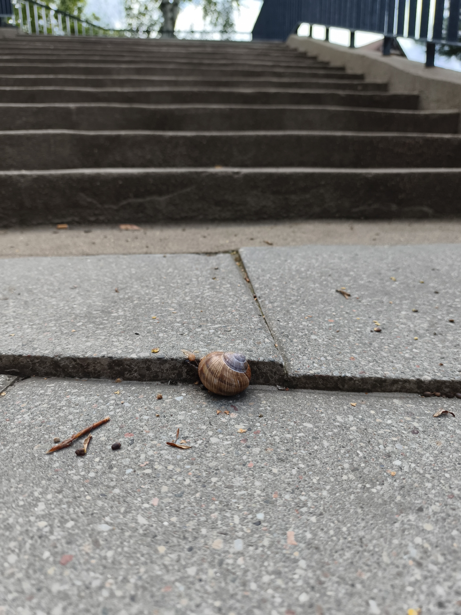 The image depicts a close-up, low-angle view of concrete stairs with a snail on the third step from the bottom. The stairs appear to be outdoors, possibly in a park or public space, given the railing and blurred trees visible in the background. The concrete has a rough texture, and there are small debris pieces scattered on the surface, including twigs and fallen leaves. The lighting suggests an overcast day. There are no people present in the image. The snail is facing left, with its shell clearly visible and its body partially extended. The scene is static and captures a moment in time, highlighting the snail's presence on the man-made structure. The overall impression is one of a mundane urban landscape with a focus on a small, natural element.