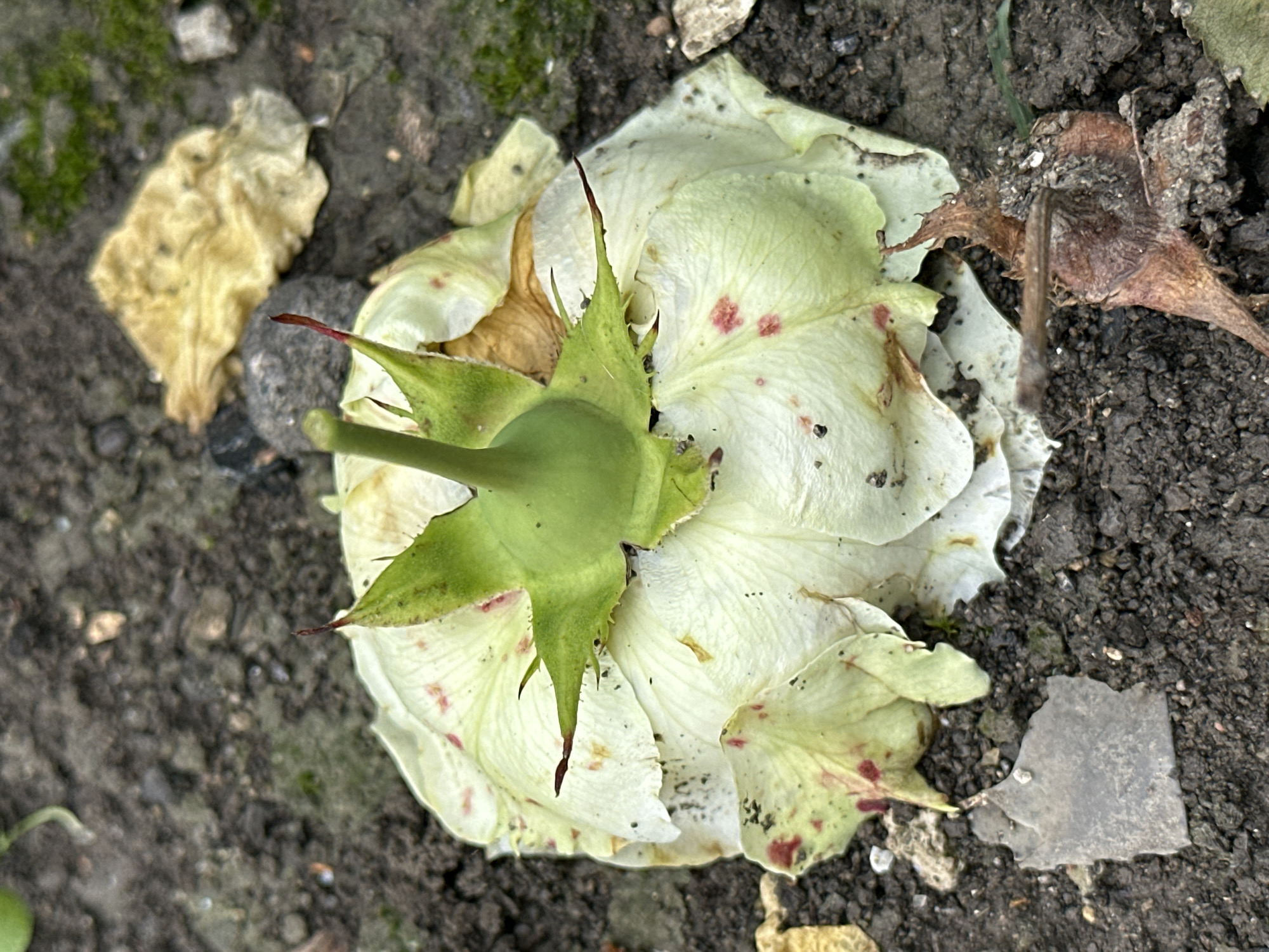 A deceased white rose lies on dark, moist soil, its petals wilted and spotted with pink. The sepals are green and pointed, with a stem emerging from the center. Scattered on the soil are small stones, dried leaves, and some moss. The scene is outdoors, likely in a garden or natural area.