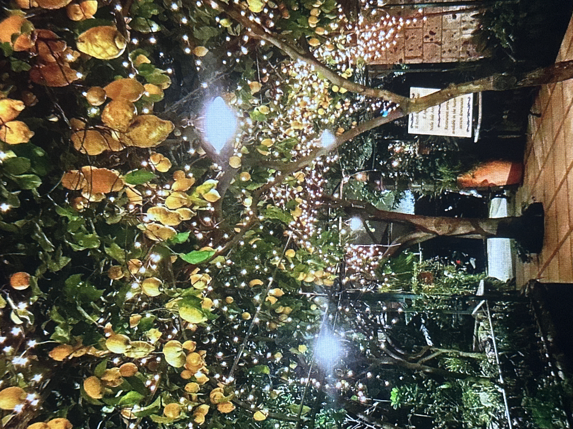 The image depicts an outdoor scene at night, likely a garden or patio area, illuminated by numerous string lights. The foreground shows trees laden with yellow fruits, possibly lemons, and their green leaves, all intertwined with the twinkling lights. The lights create a magical and festive atmosphere. In the background, there is a pathway with stone paving. To the right, a stone wall is visible, and in the mid-ground, a sign is displayed on a stand, though the text is largely illegible. The overall impression is one of a charming, softly lit outdoor dining or gathering space, possibly a restaurant or a private garden. There are no people visible in the image.